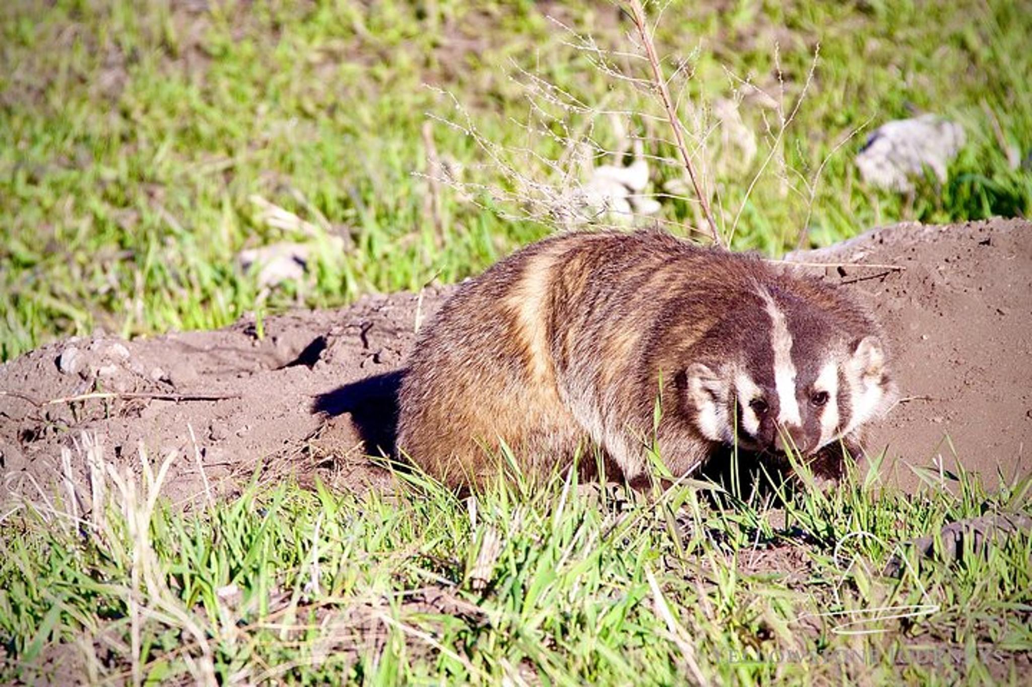 Gardiner Yellowstone Journey - Image 5