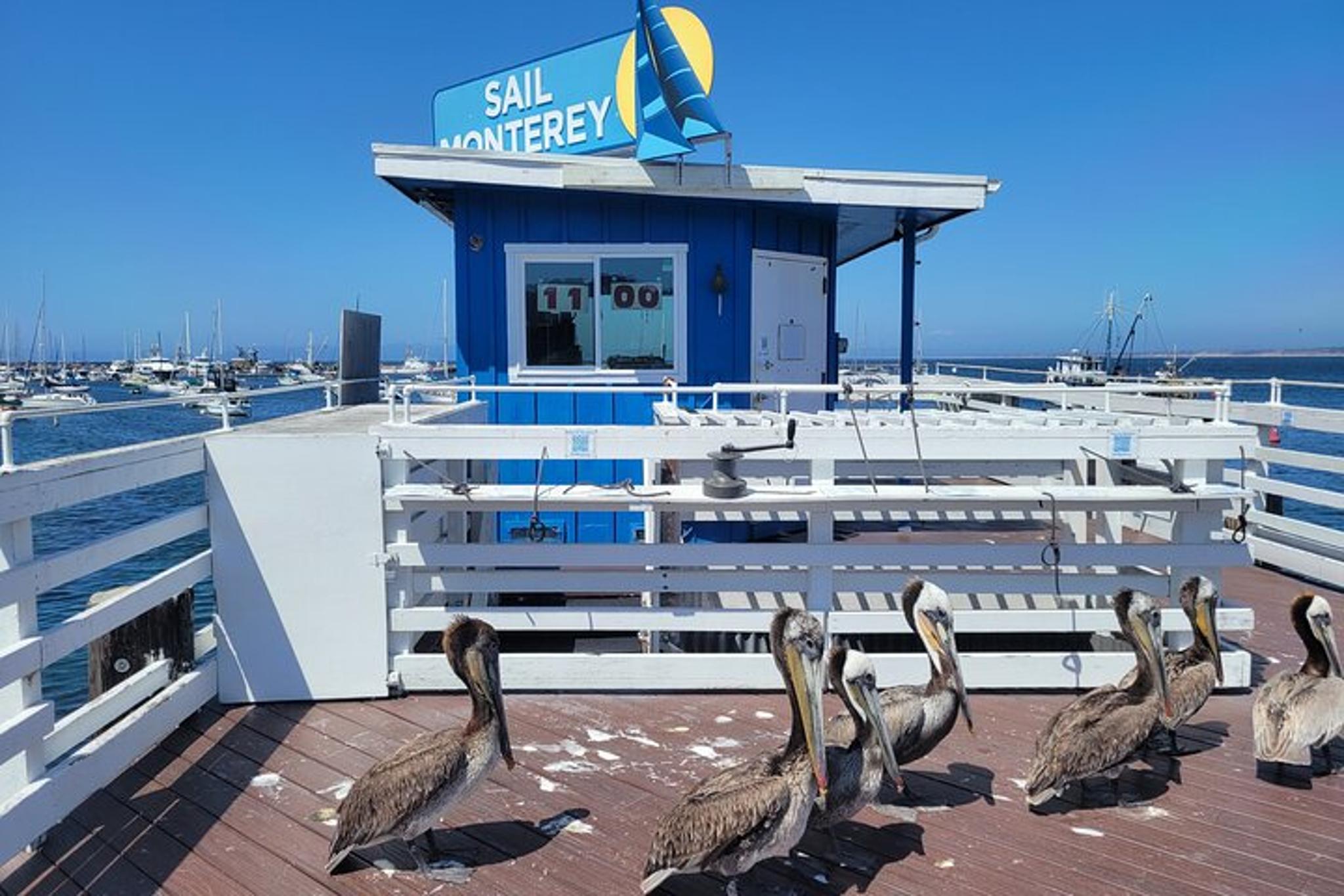 Monterey Bay Bird Watching Tour - Image 3