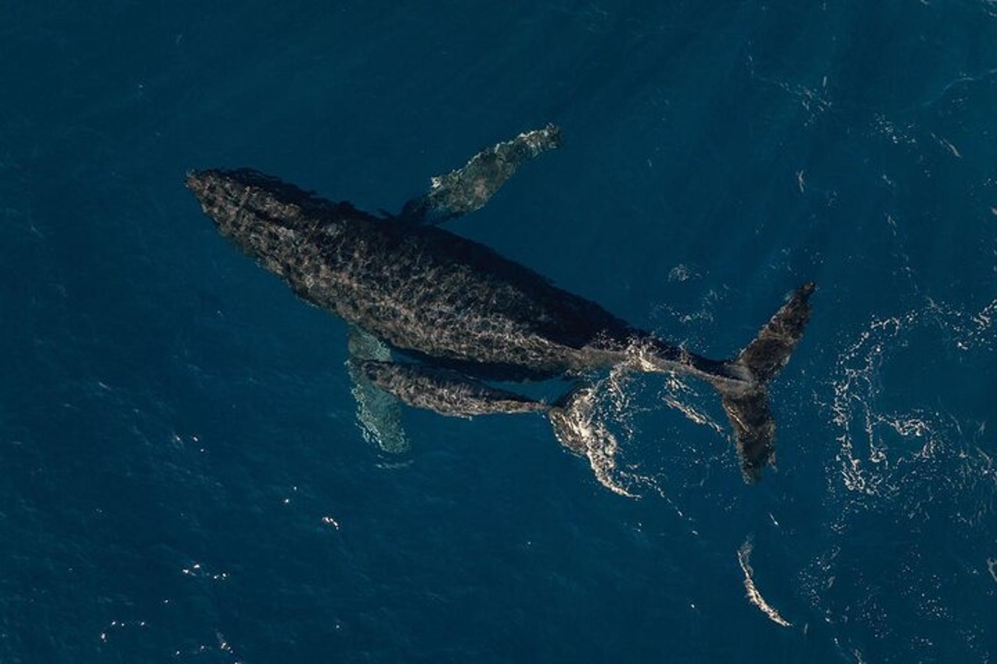 Kauai Doors-Off Helicopter Adventure - Image 6