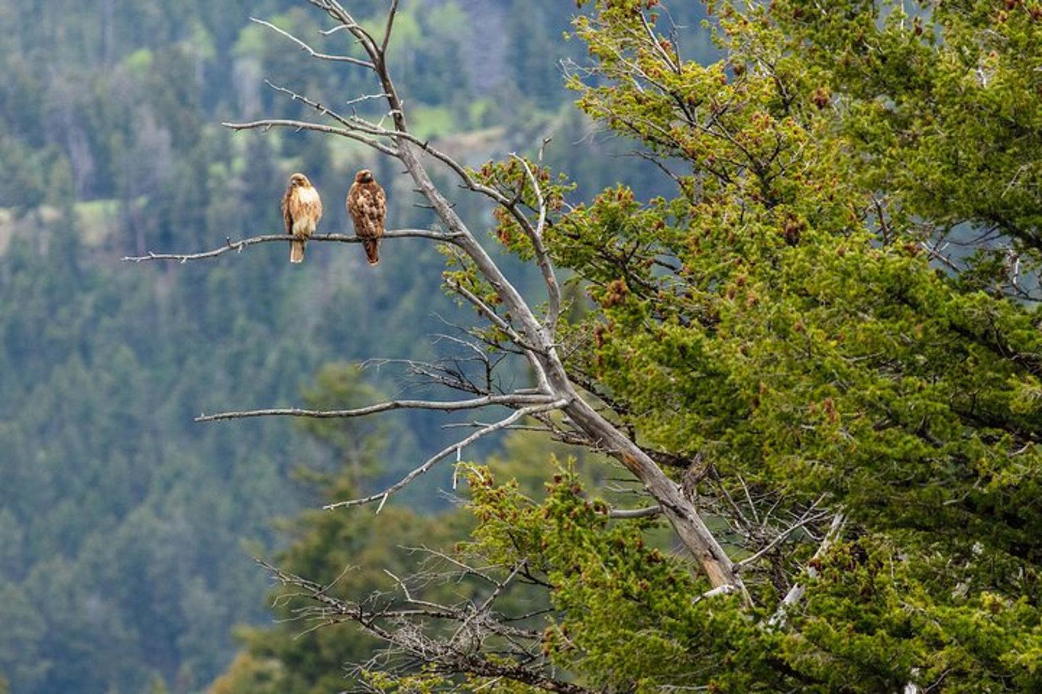 Yellowstone Naturalist Day Hike - Image 4