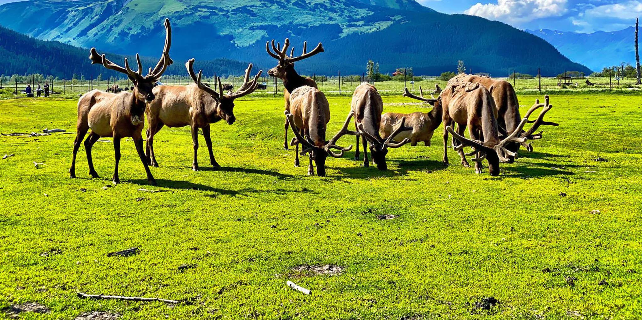 Anchorage Wildlife Conservation Center Admission - Image 4