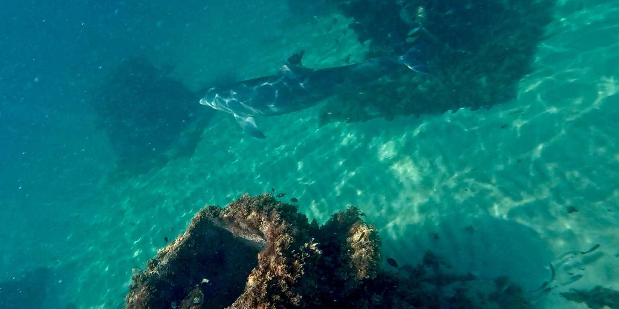 Fort Lauderdale Snorkel, Kayak & SUP Adventure - Image 6