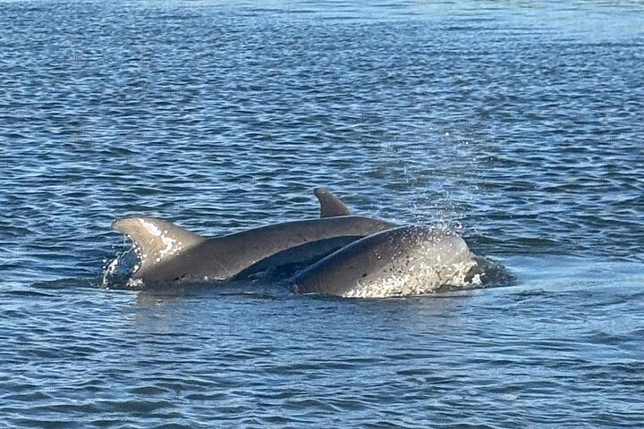Folly Beach Dolphin Watching and Shelling Tour - Image 2