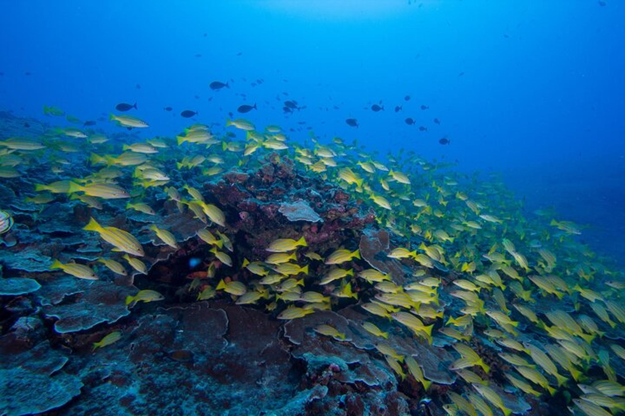 Honolulu Scuba Diving Two Shallow Reefs 3 hr - Image 3
