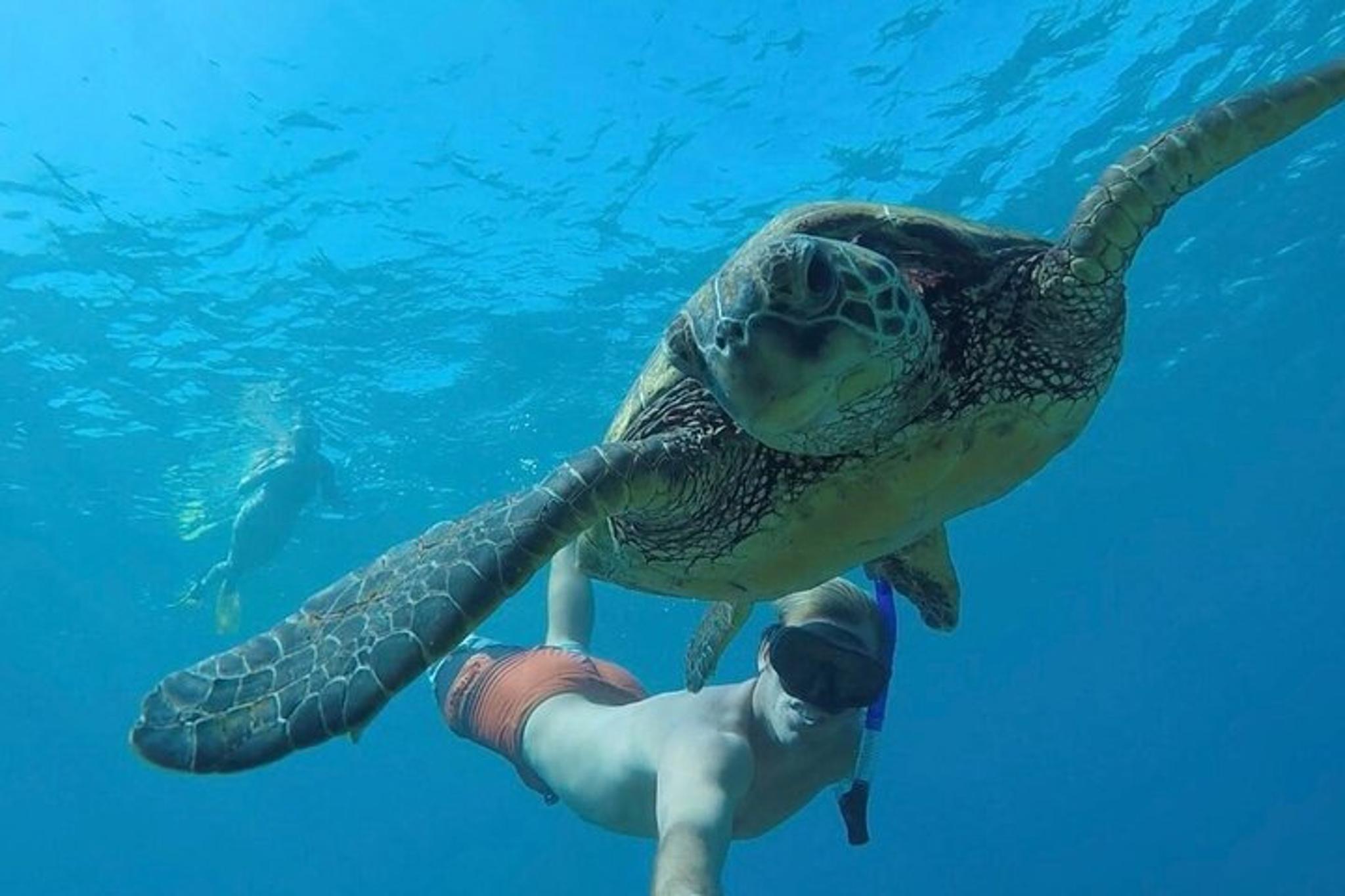 West Palm Beach Snorkeling Tour with Turtles 90 Min