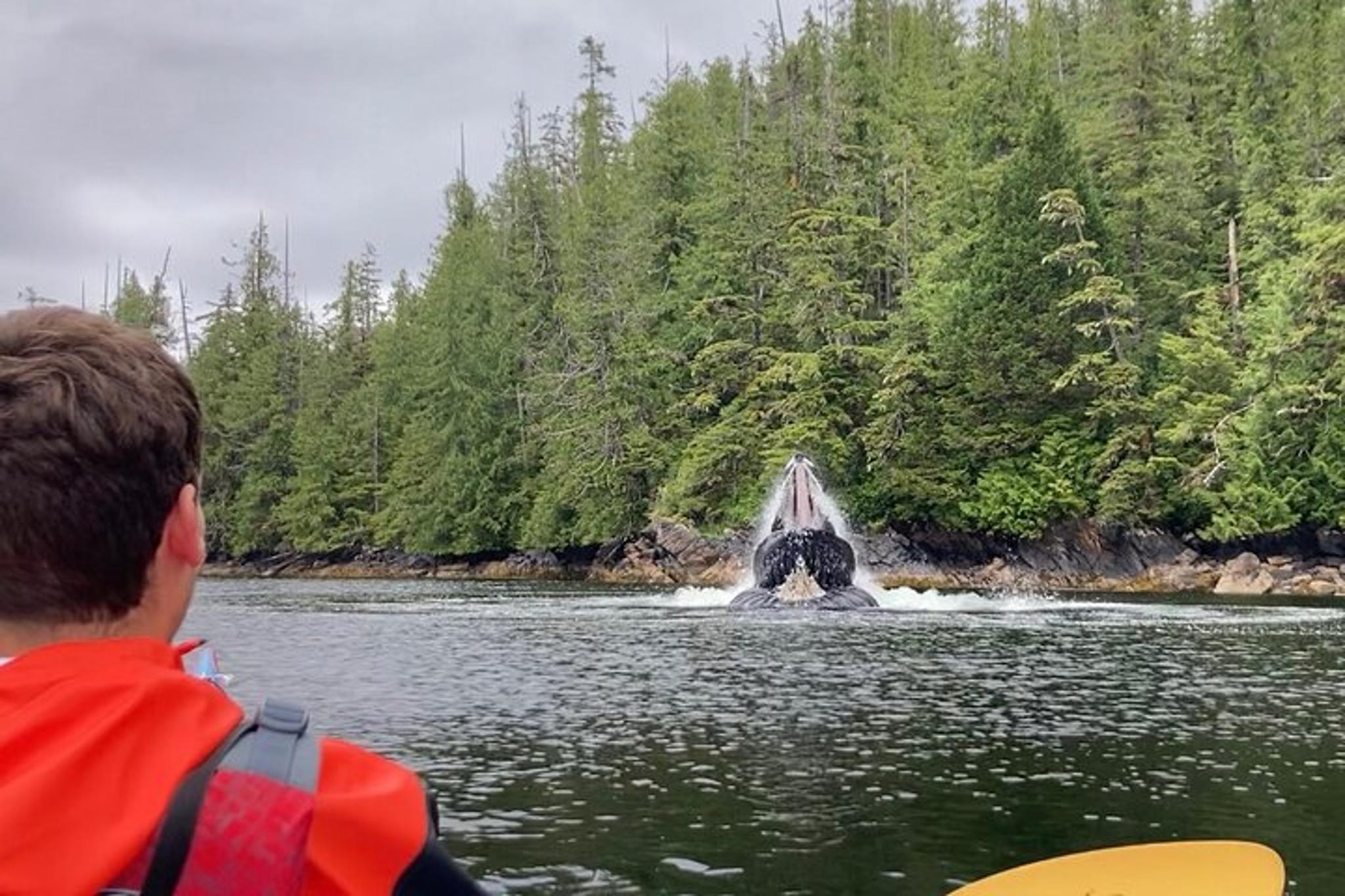 Ketchikan Sea Kayaking Adventure - Image 4