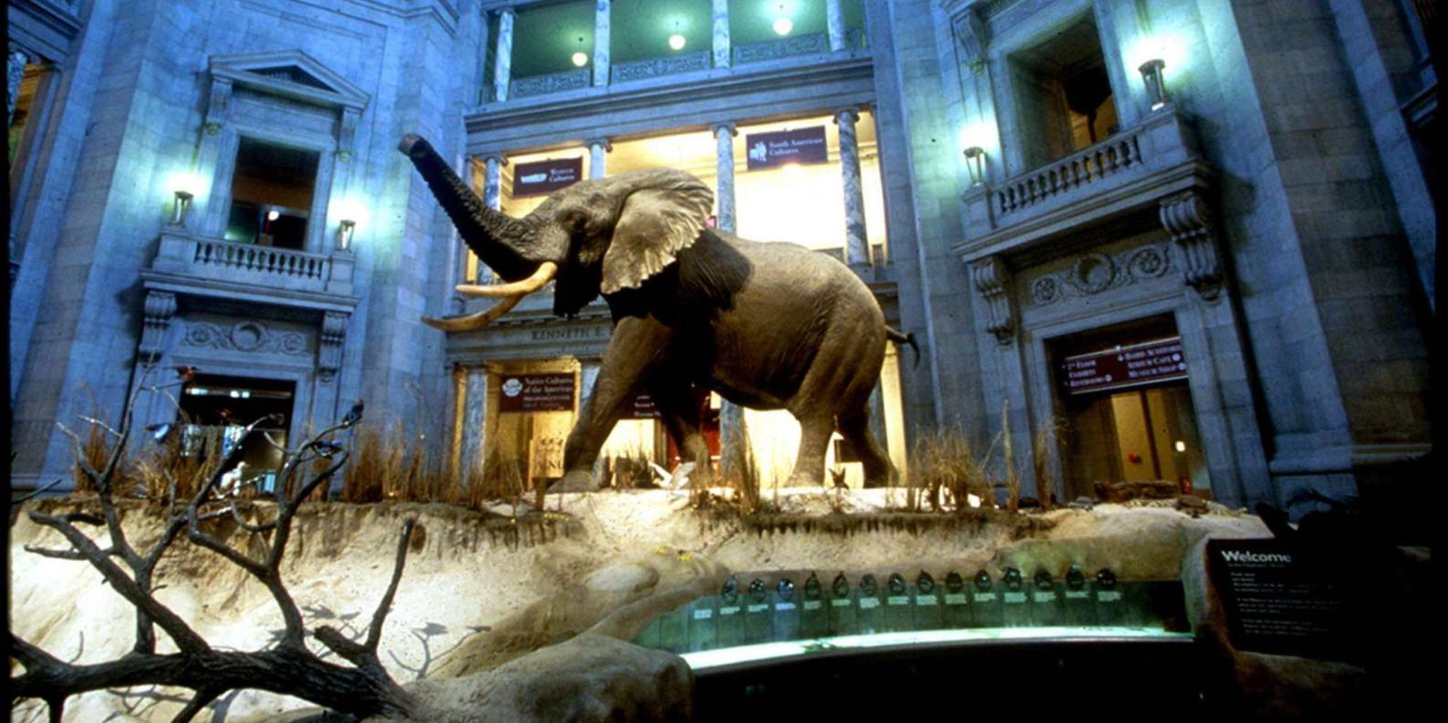 Washington D.C. Natural History Museum Scavenger Hunt