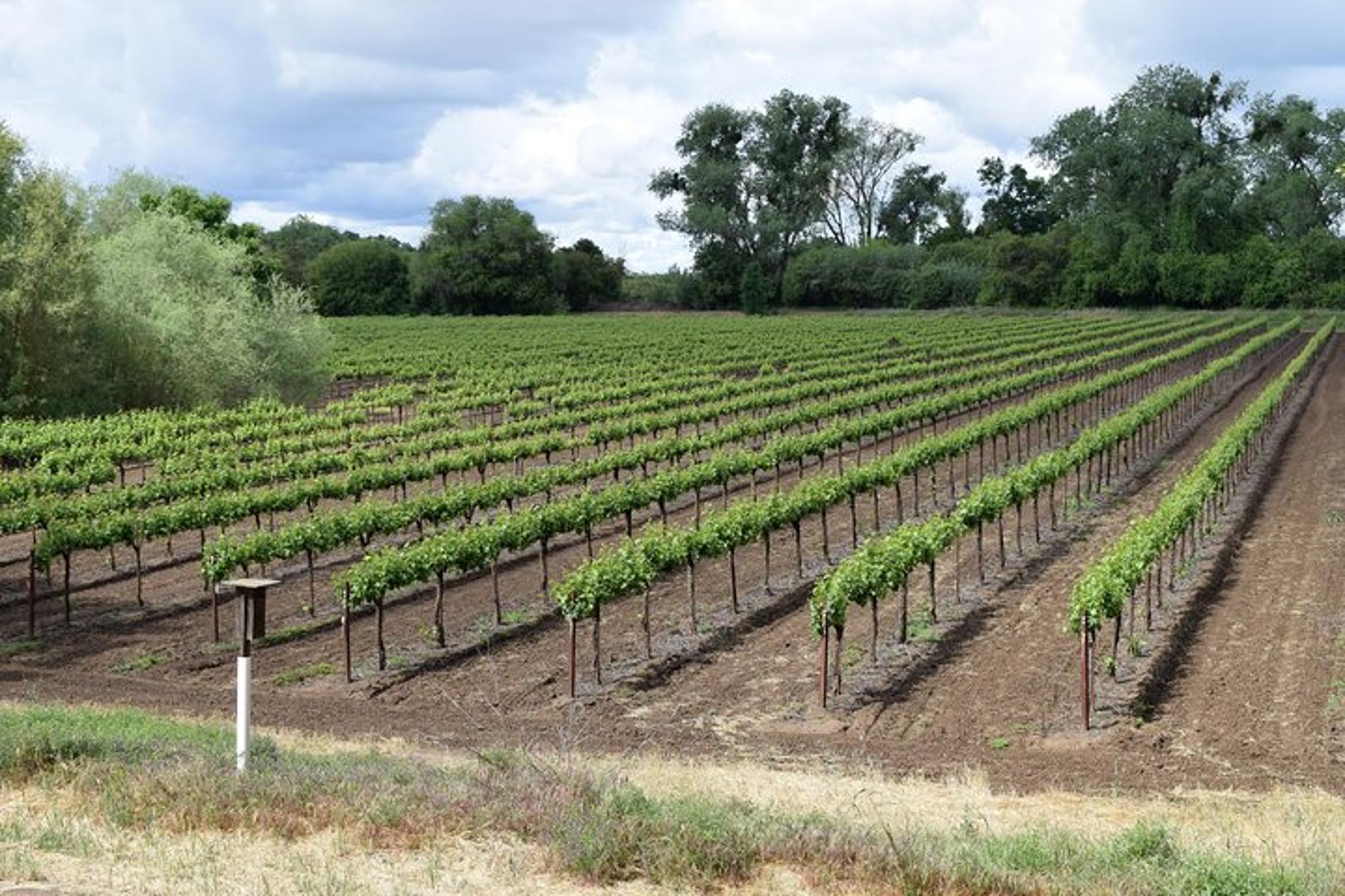 Sonoma and Napa Wine Tour Private 8 to 10 Hours - Image 2