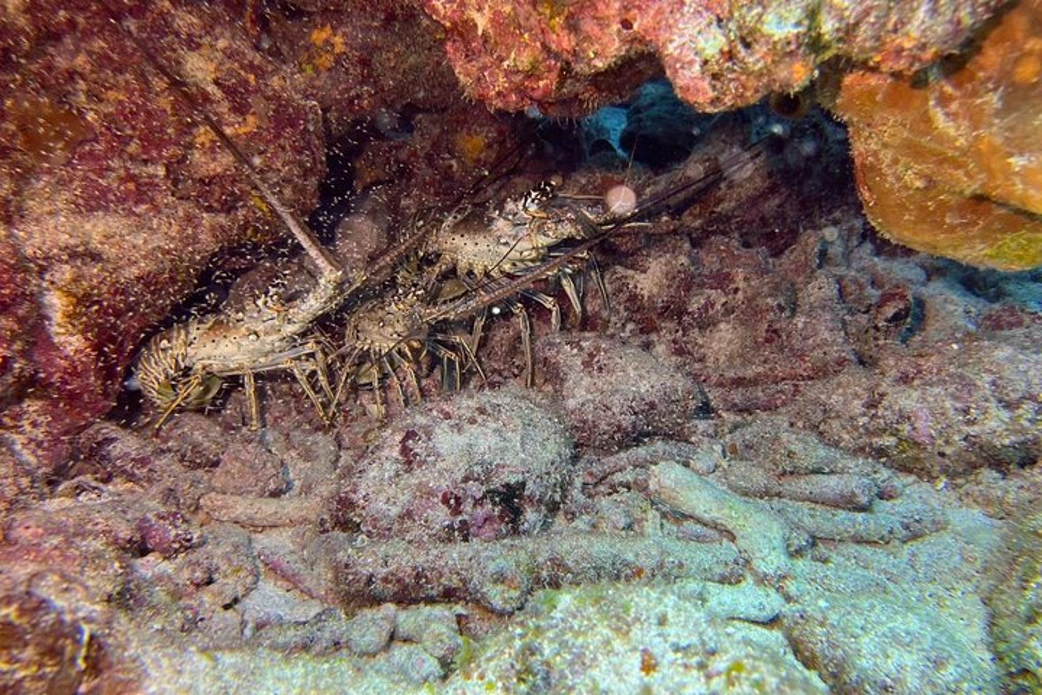 Key Largo Snorkeling Tour - Image 4