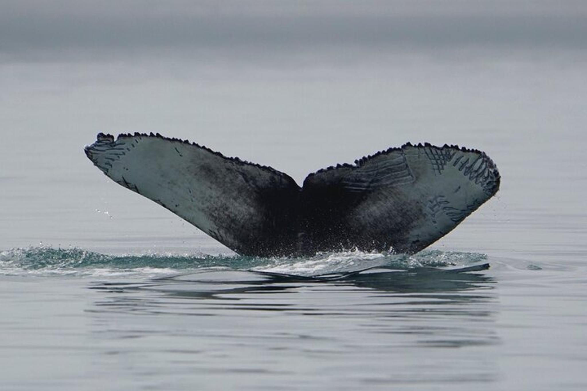 Juneau Whale Watching Tour - Image 3