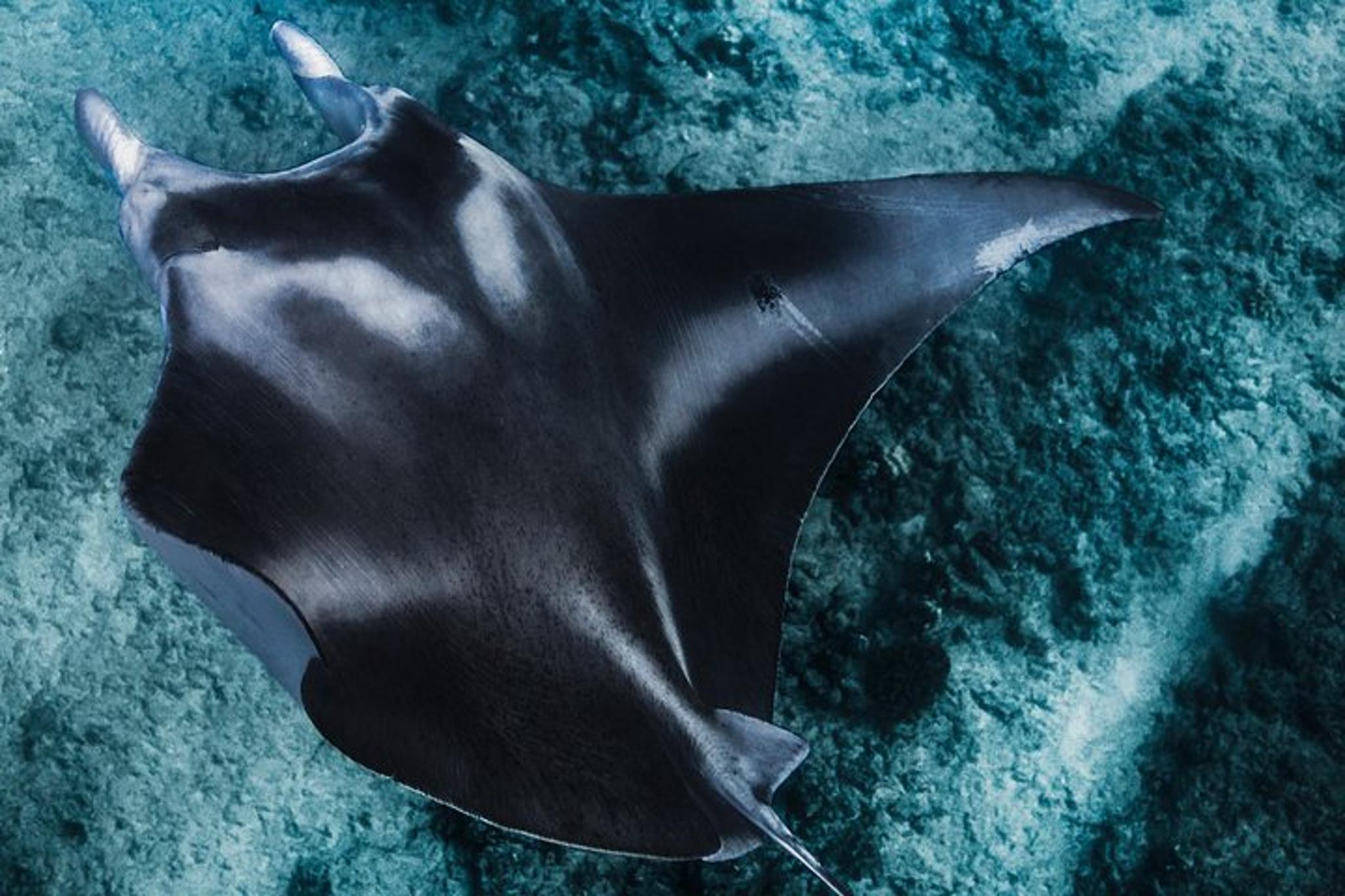 Kona Ocean Safari - Image 6