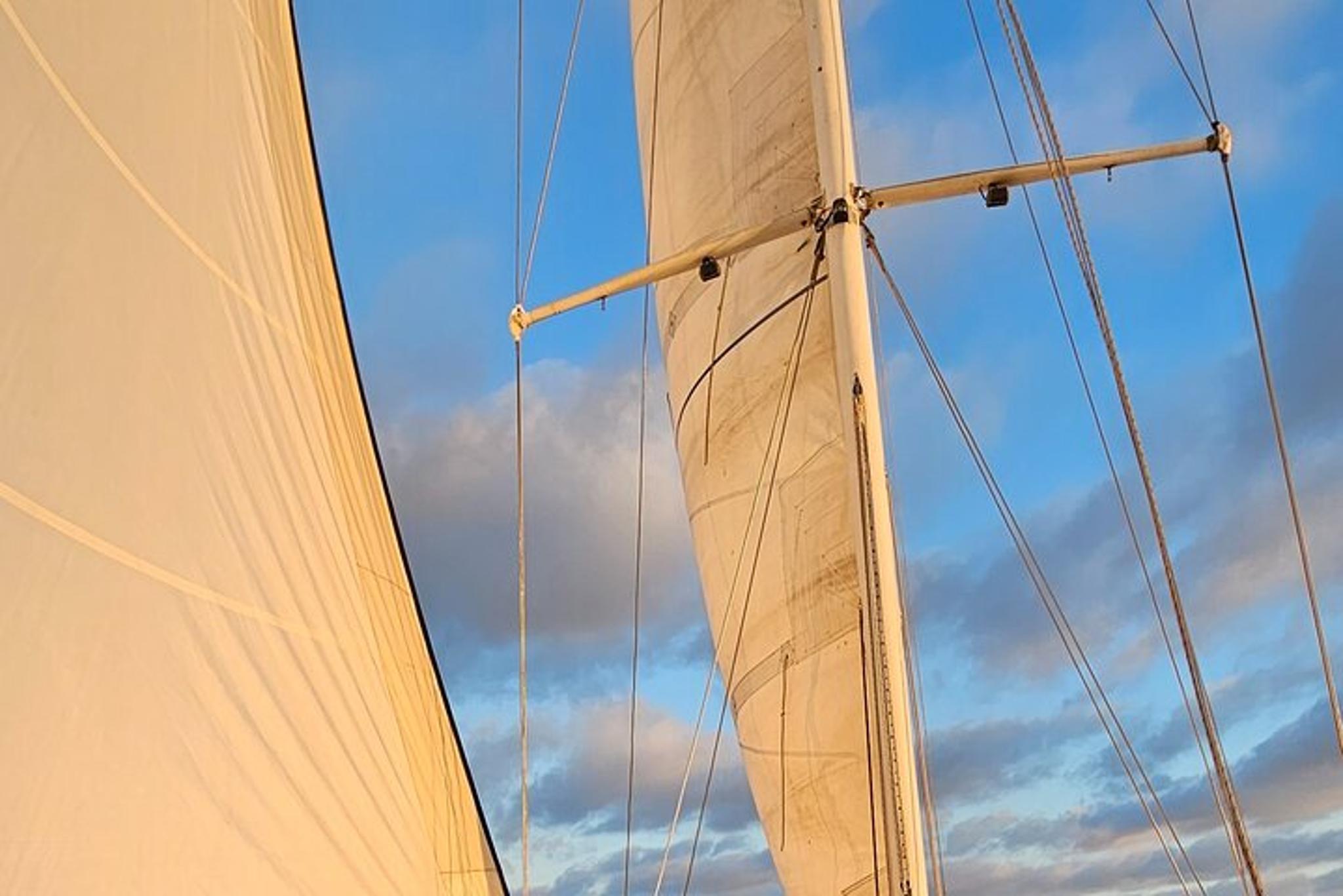 Oceanside Sailing with Dolphins and Whales 2 hr - Image 3