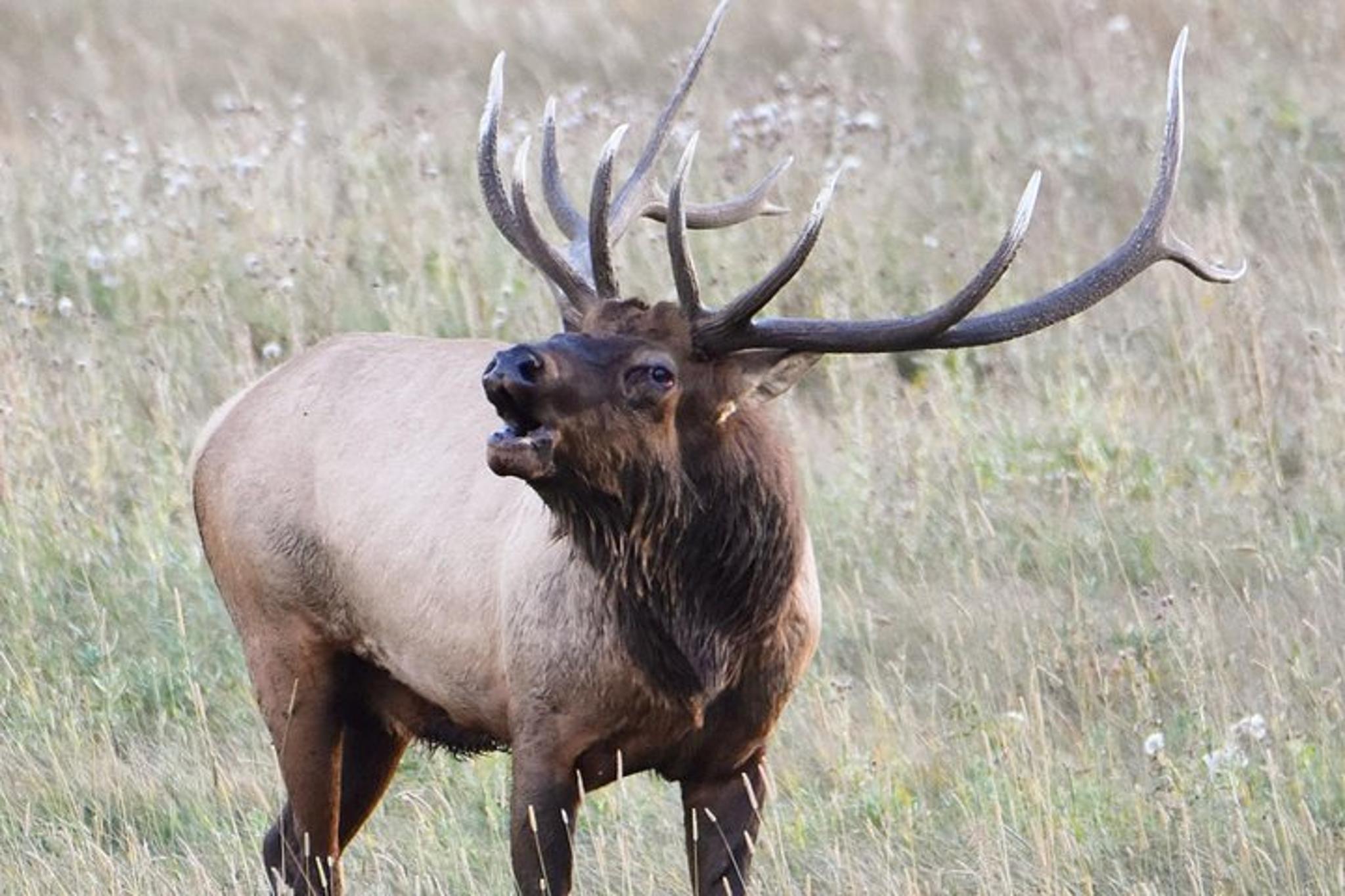 Rocky Mountain National Park Lower Valley Tour - Image 3