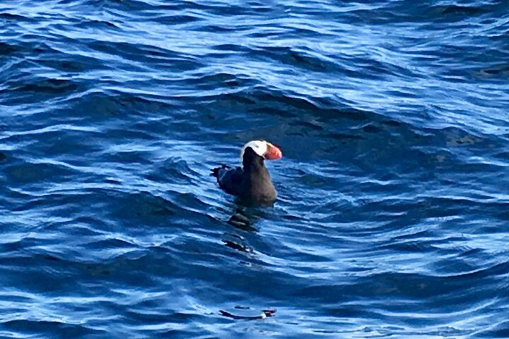 Sitka Marine Life & Seabirds Charter - Image 6