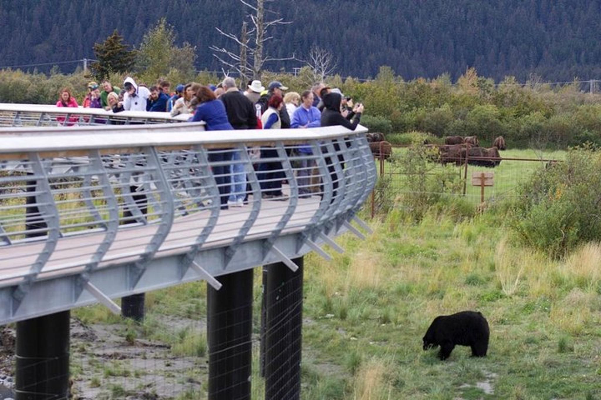 Anchorage Wildlife Day Tour with Hotel Pickup - Image 6
