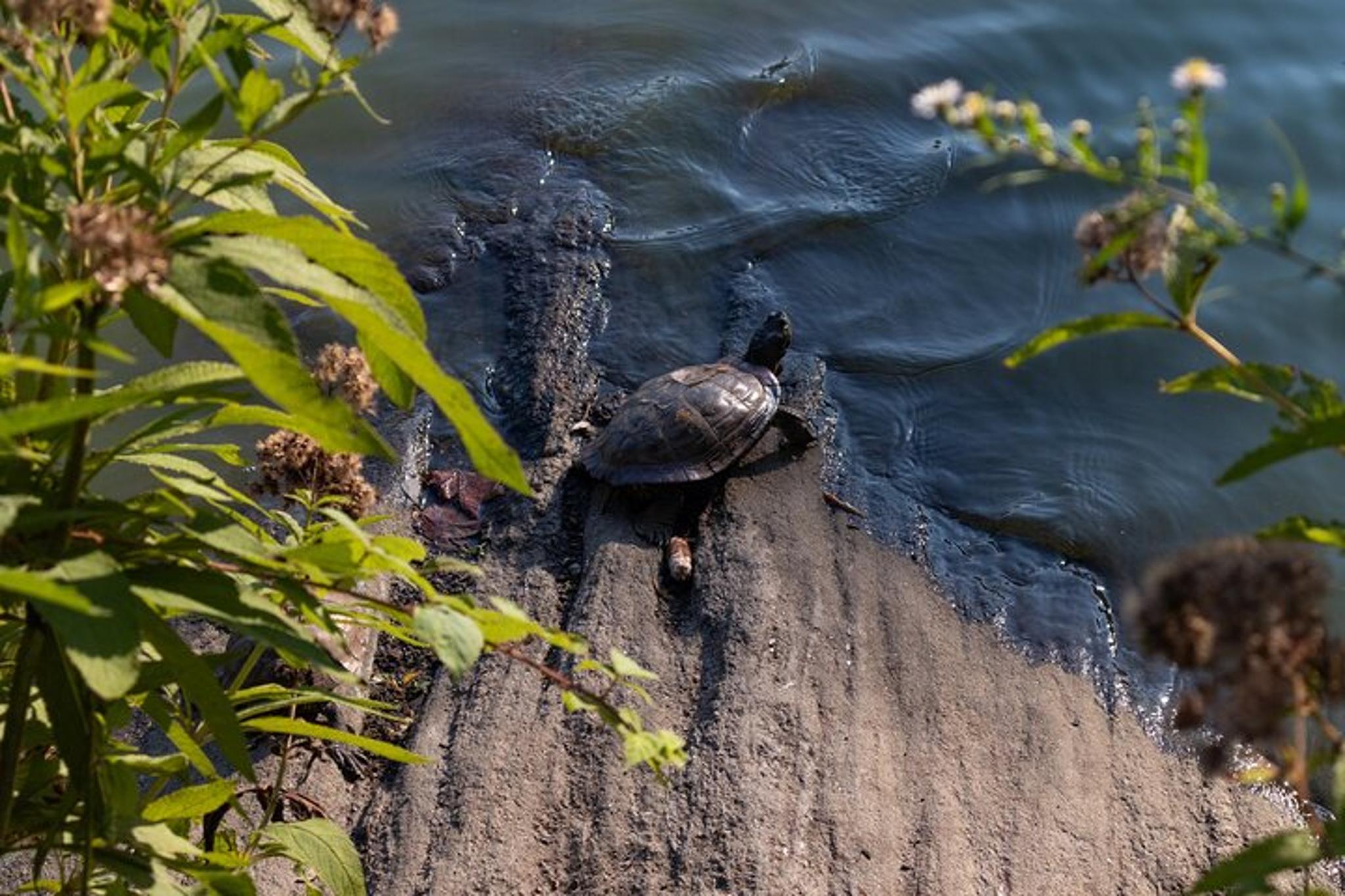 New York Central Park Shakespeare Story Quest - Image 6