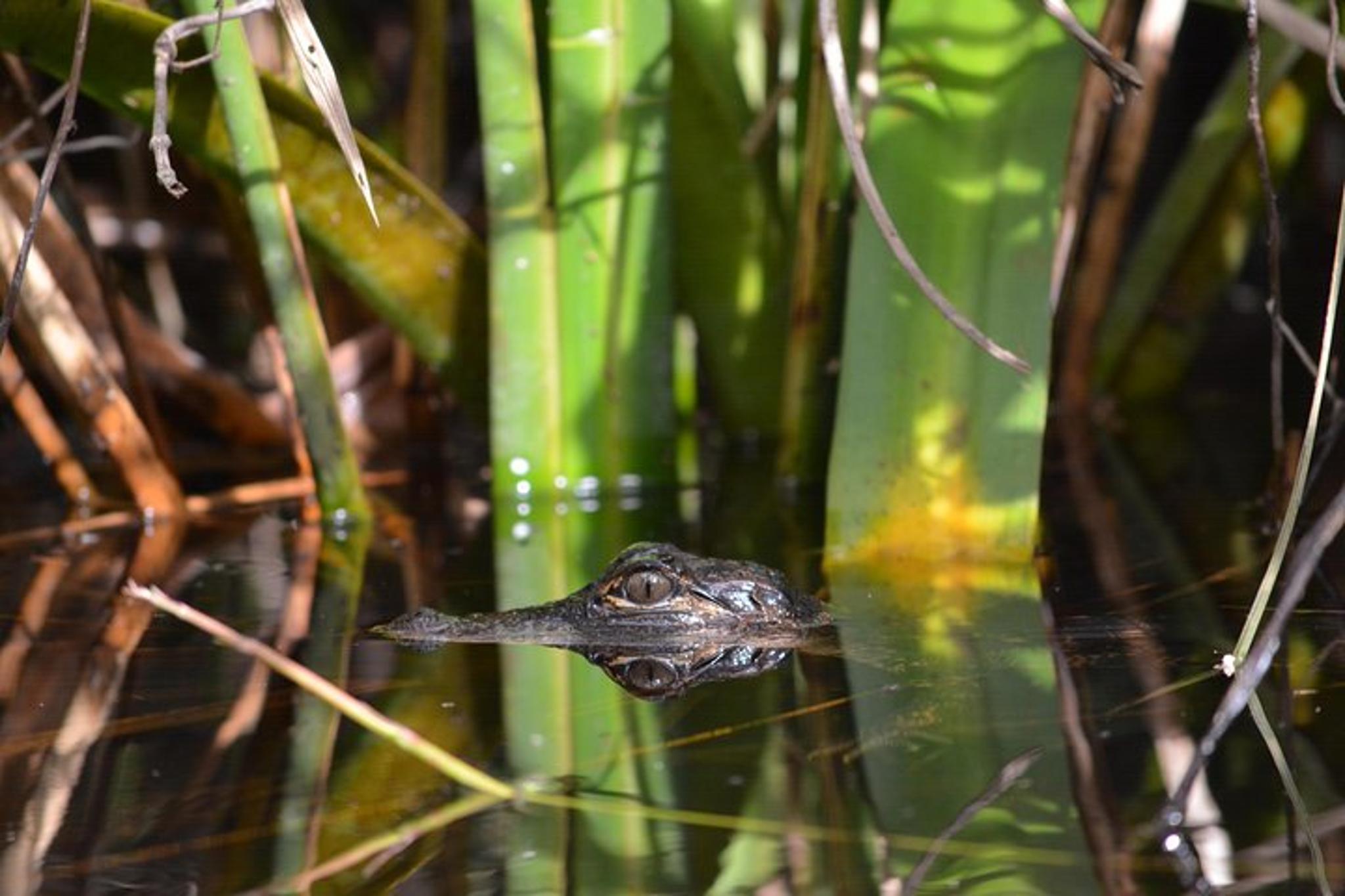 Everglades Kayak Safari Through Mangrove Tunnels - Image 3