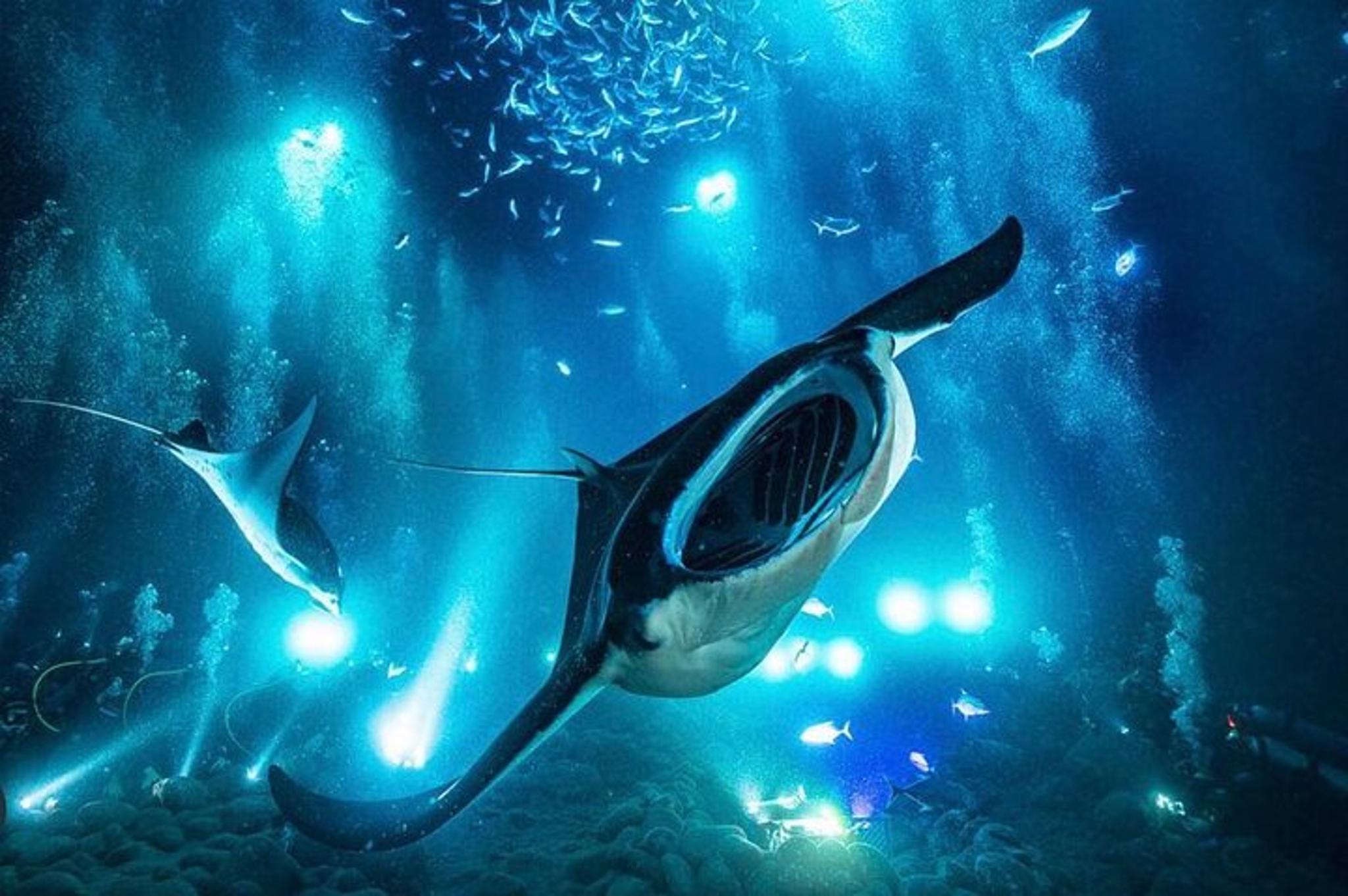 Kona Manta Ray Night Snorkel and Dive 3 hr - Image 2