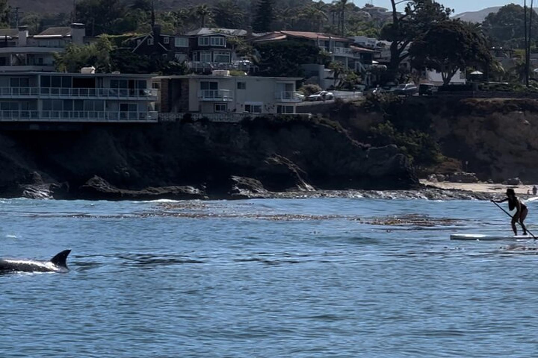 Laguna Beach Stand Up Paddle Activity 90 Min - Image 2
