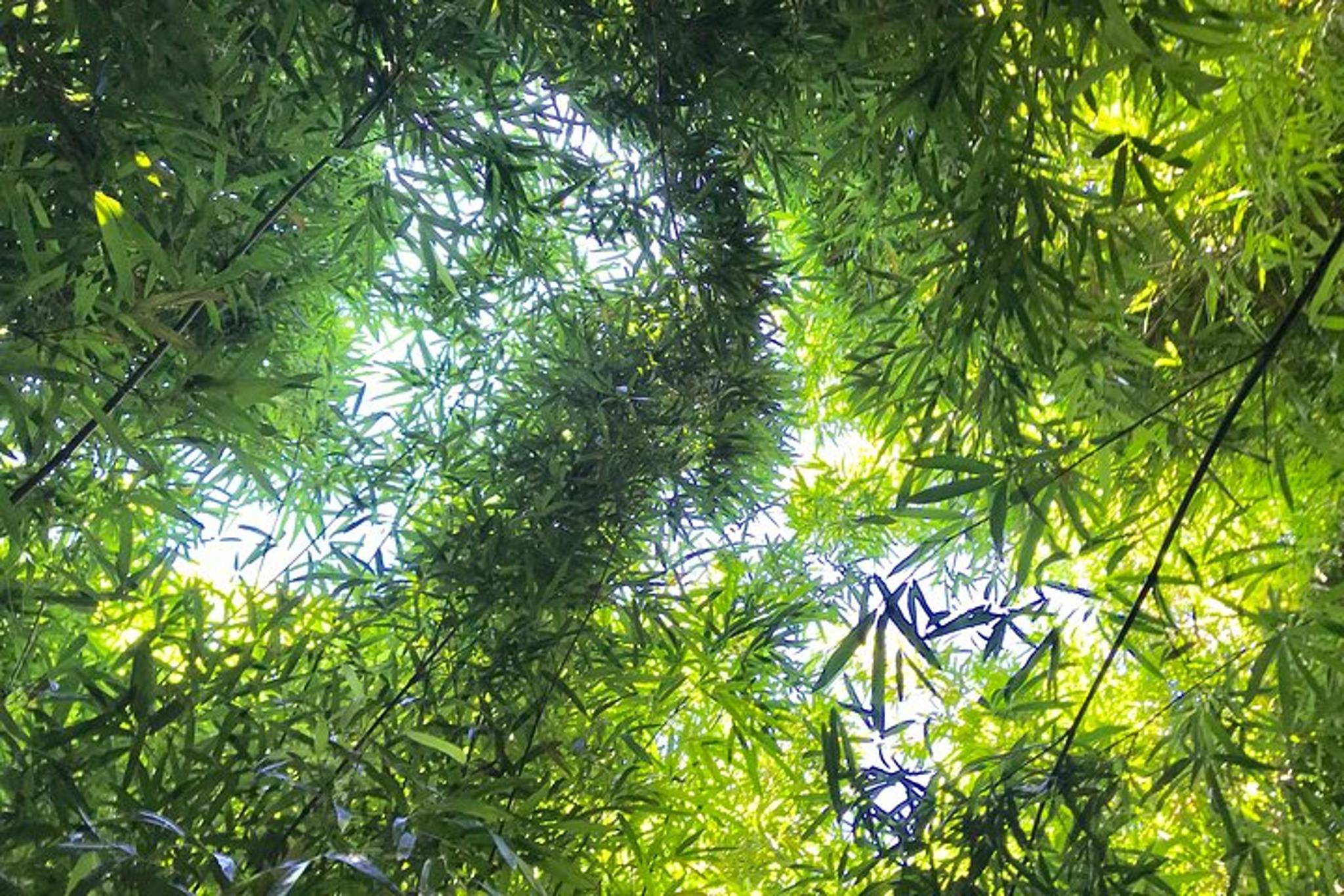 Maui Halfway to Hana Private Tour 4 hr - Image 1