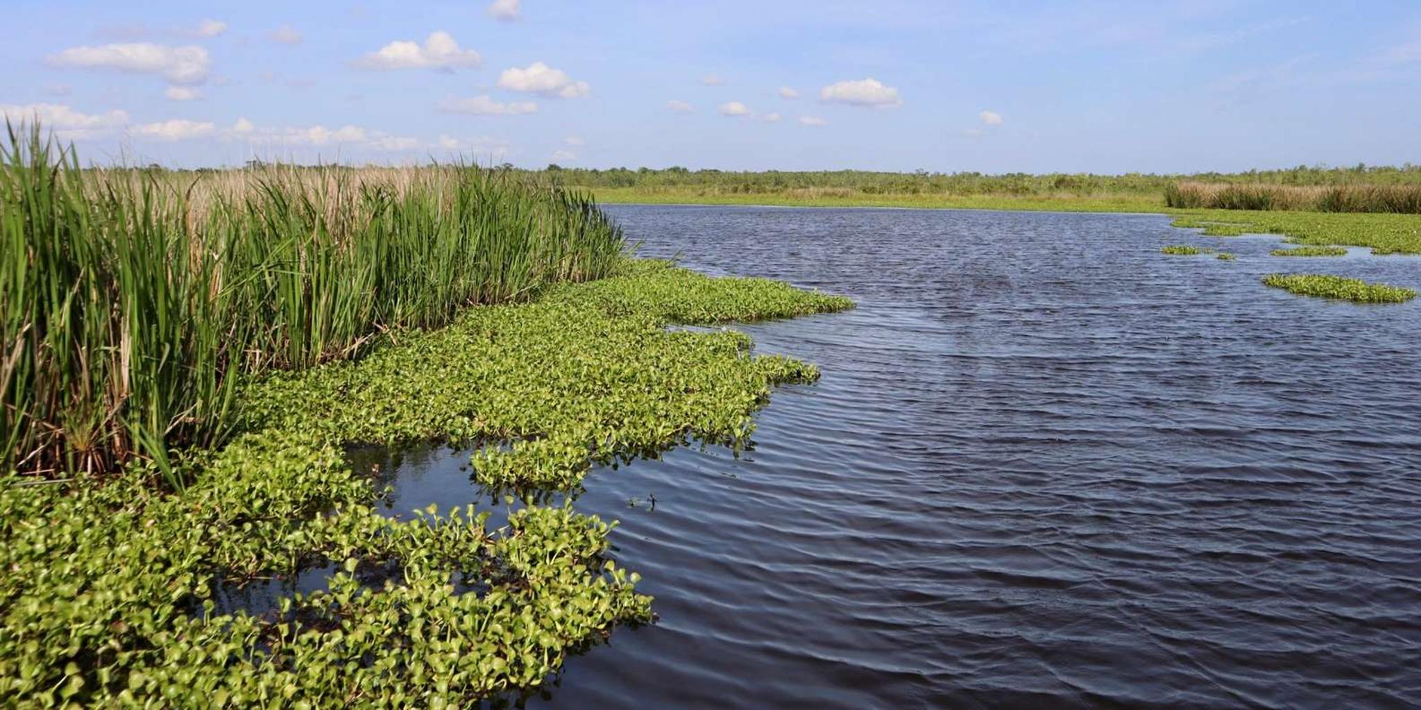New Orleans Swamp Tour by Boat or Airboat - Image 3