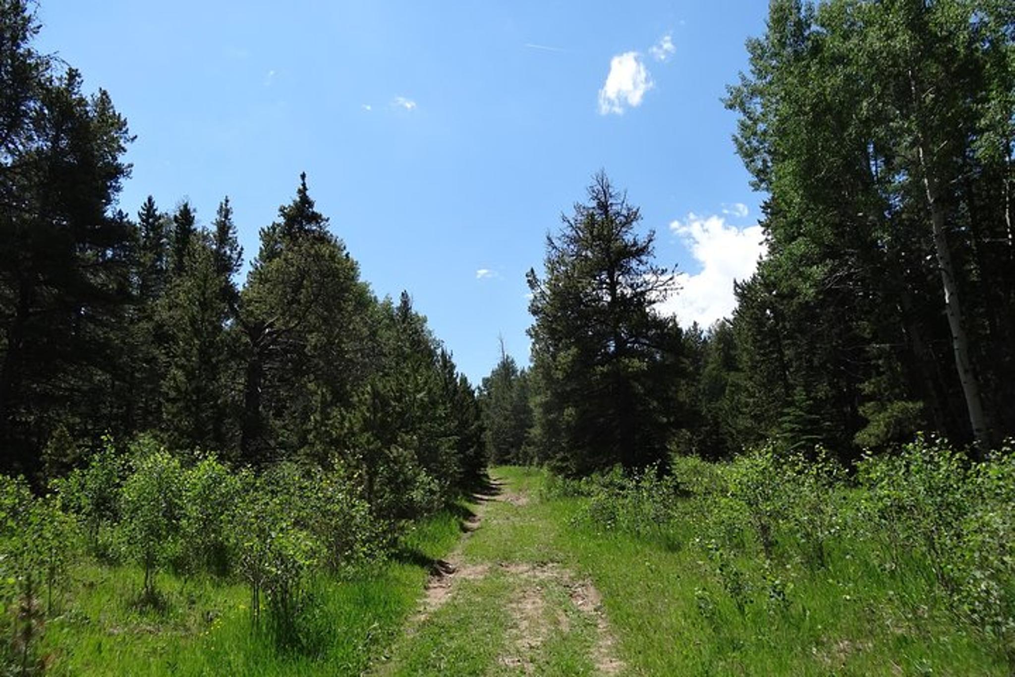 Denver Rockies Hiking Tour Half Day - Image 6