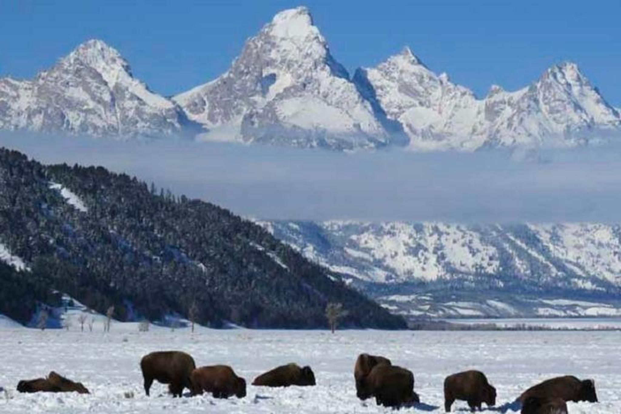 Jackson Hole Wildlife Tour - Half-Day