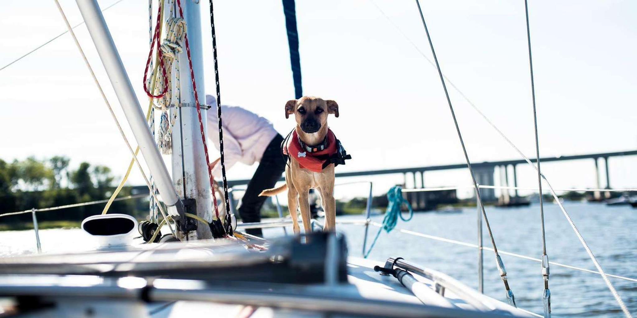 Charleston Private Sailing Cruise BYOB - Image 2