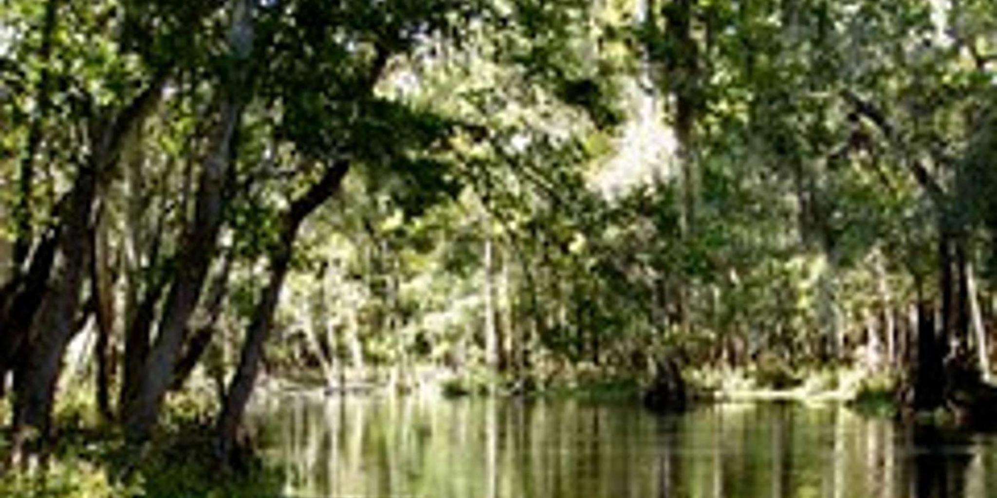 Sanford Wekiva River Kayak Tour 5 hr - Image 2