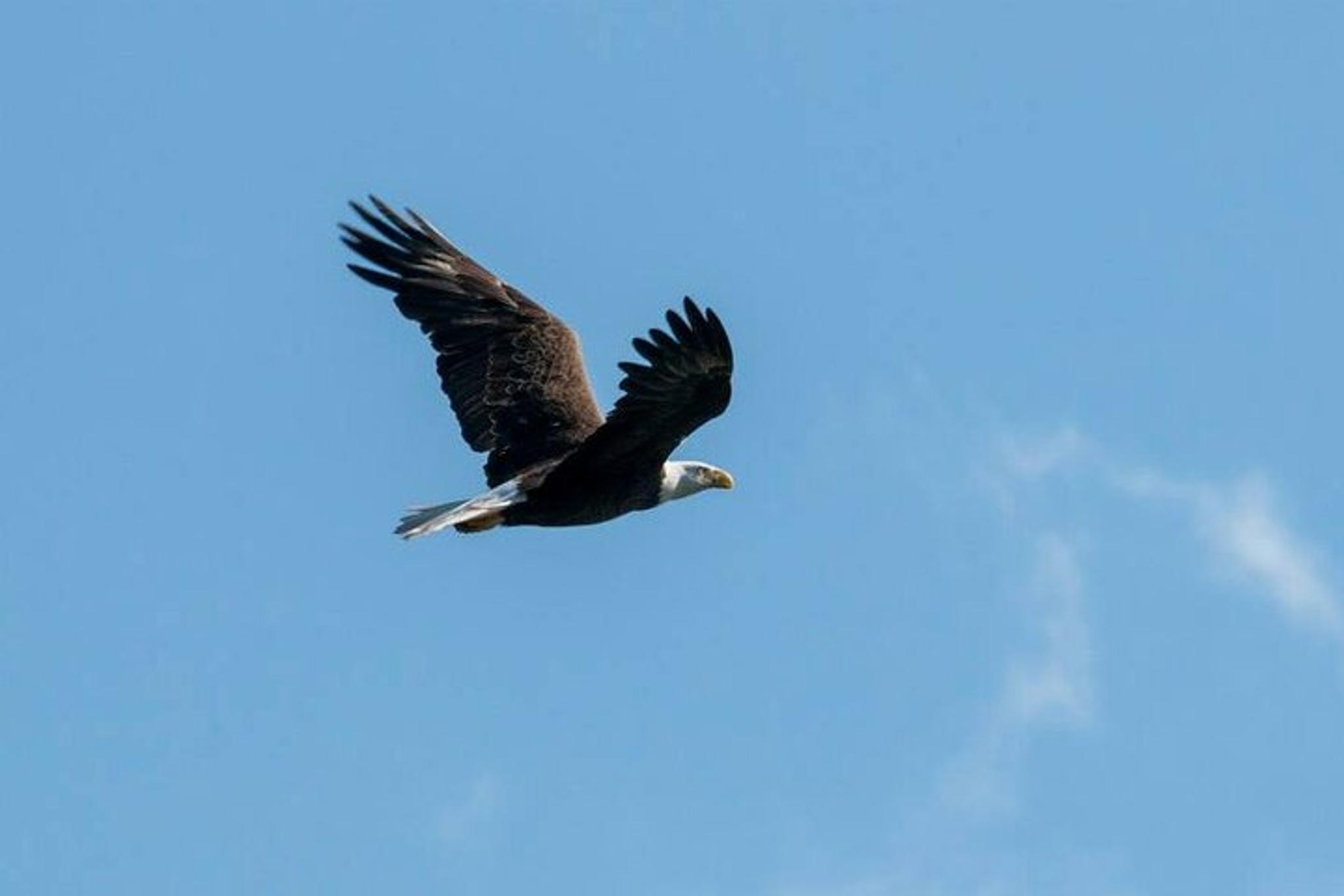Crystal River Wildlife Safari Boat Cruise - Image 5