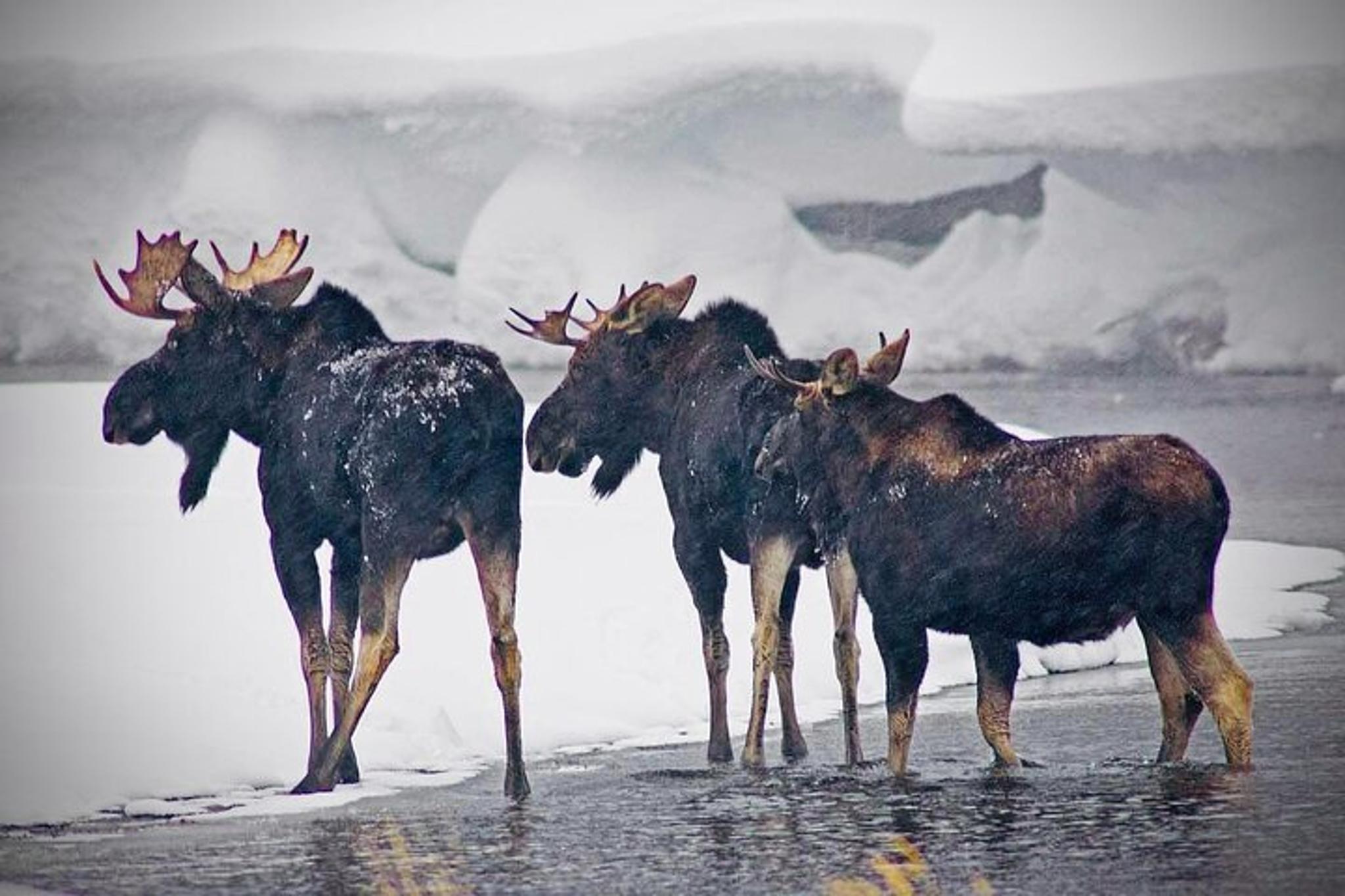 Yellowstone Winter Wildlife Safari