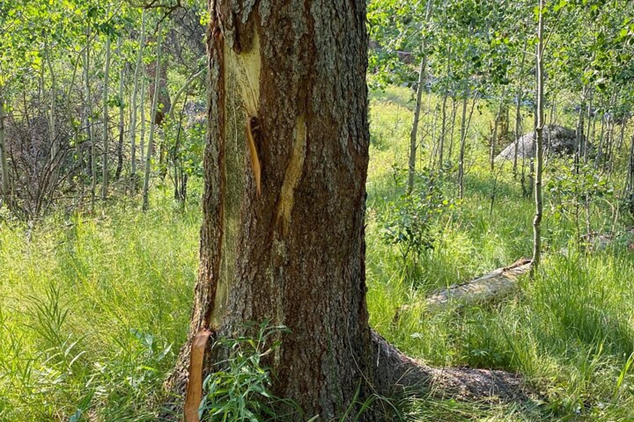 Yellowstone Upper Loop Wildlife Adventure - Image 3