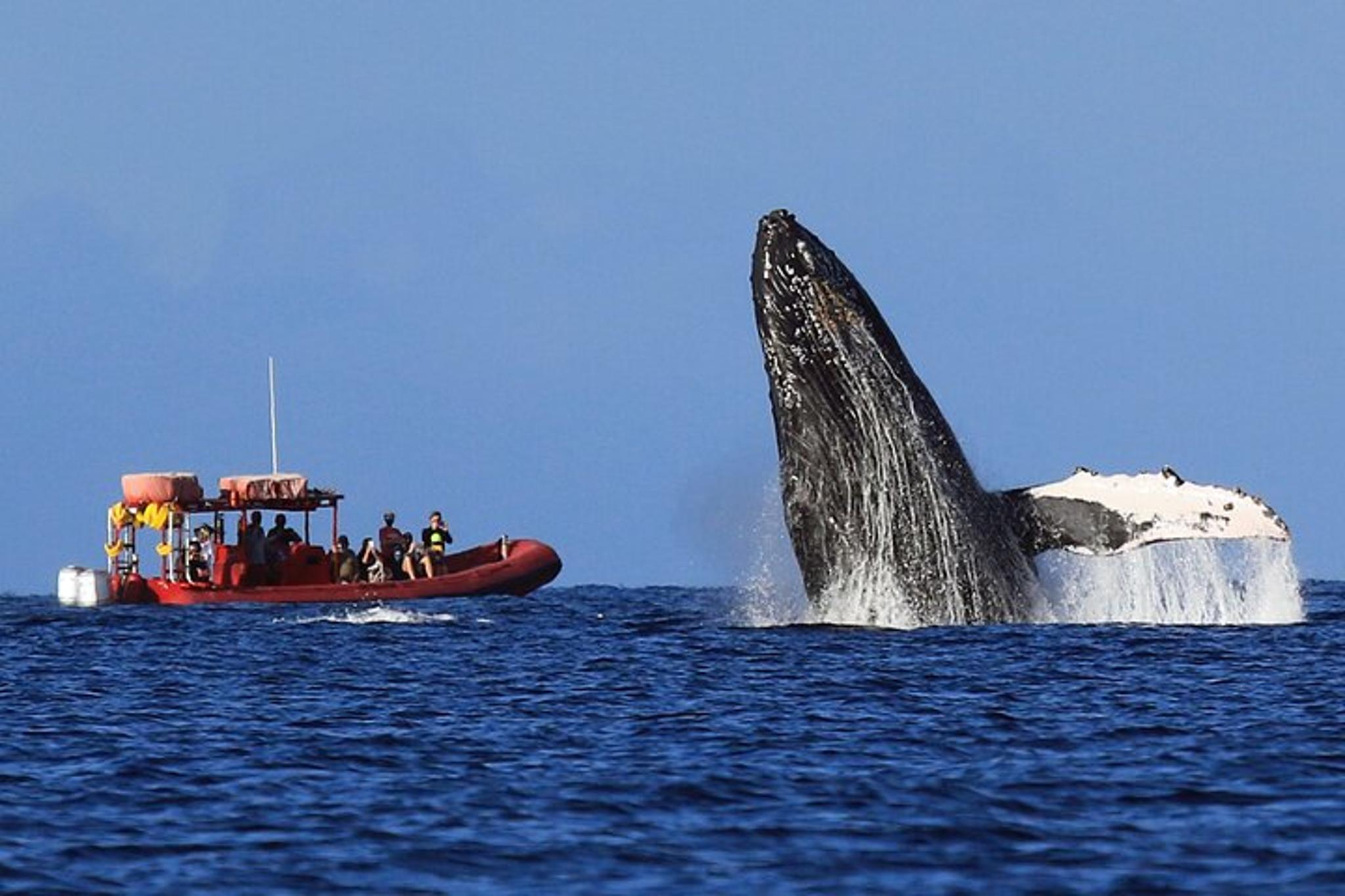 Maui Whale-Watching Raft Tour from Kihei
