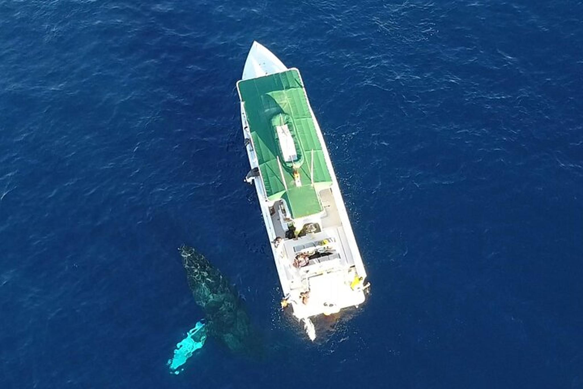 Kaanapali Whale Watching and Dolphin Search Private Charter