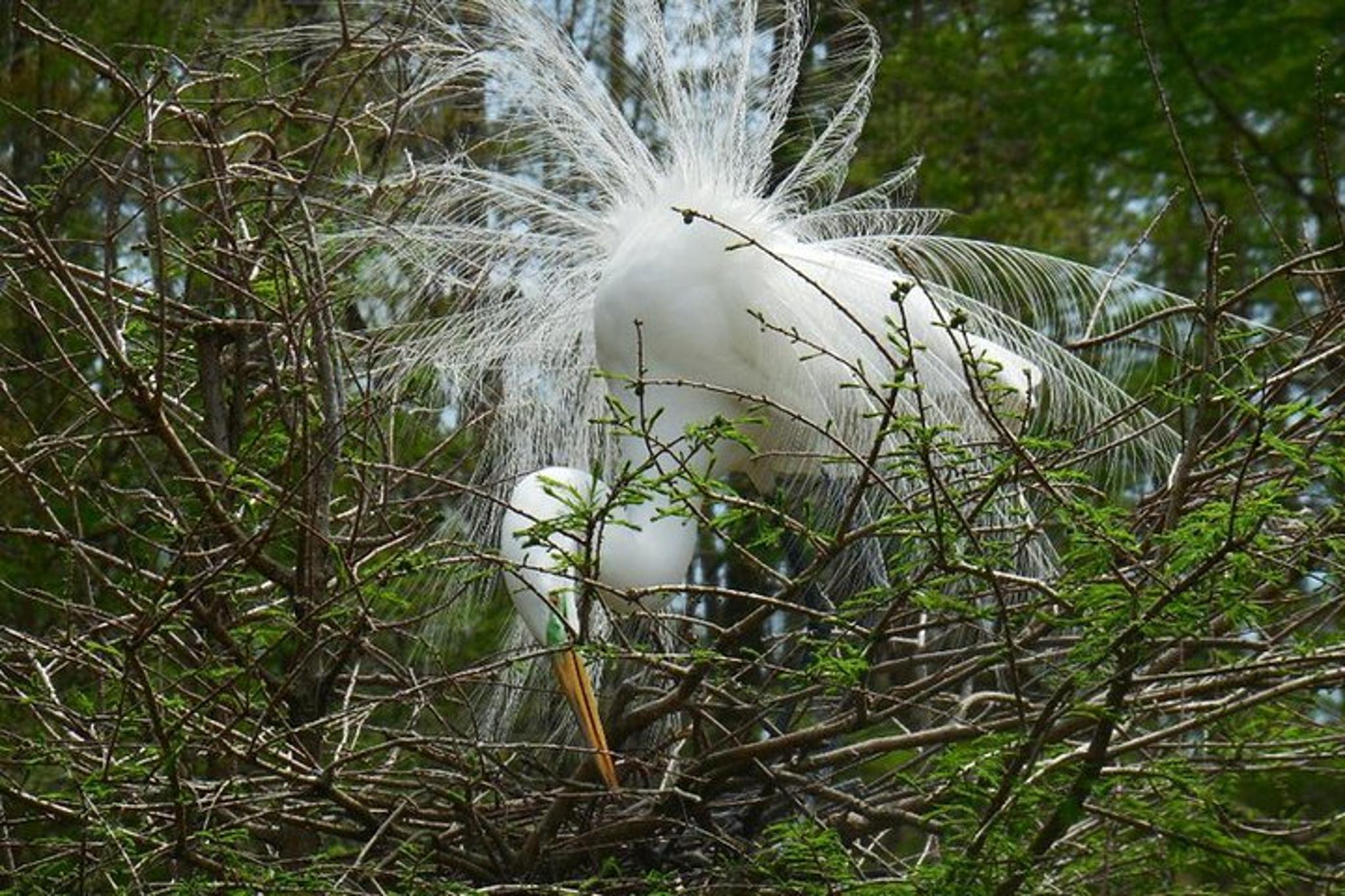 Waccamaw River Nature and Wildlife Tour 2 hr - Image 4