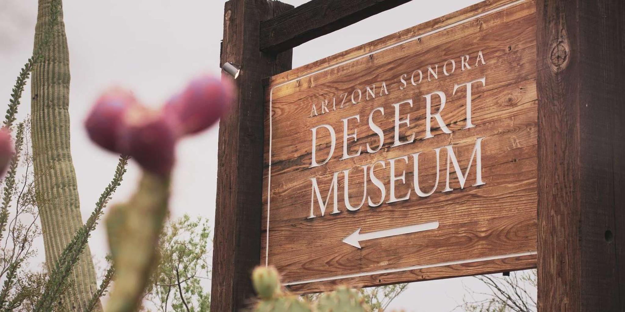 Tucson Sonoran Desert Tour with Museum Ticket - Image 2