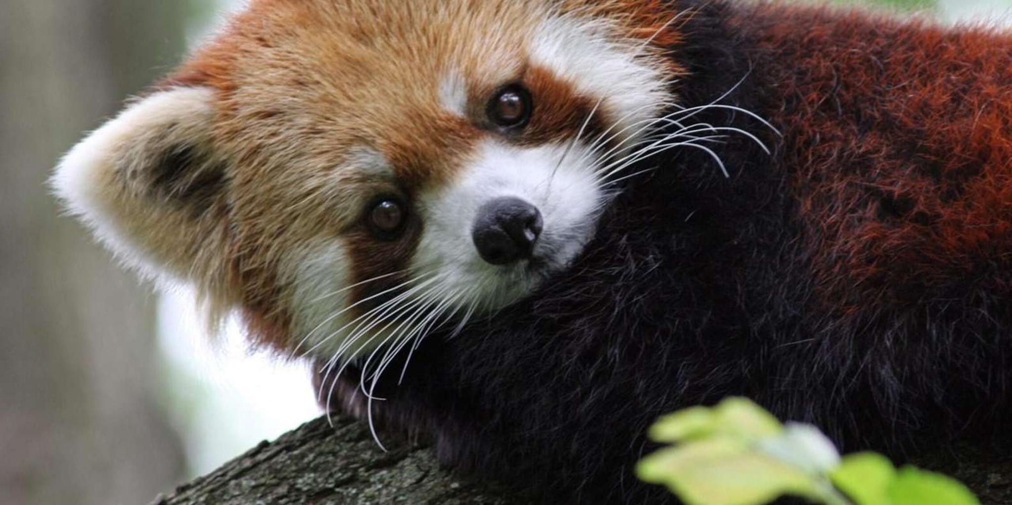 Cincinnati Zoo Admission Ticket - Image 2