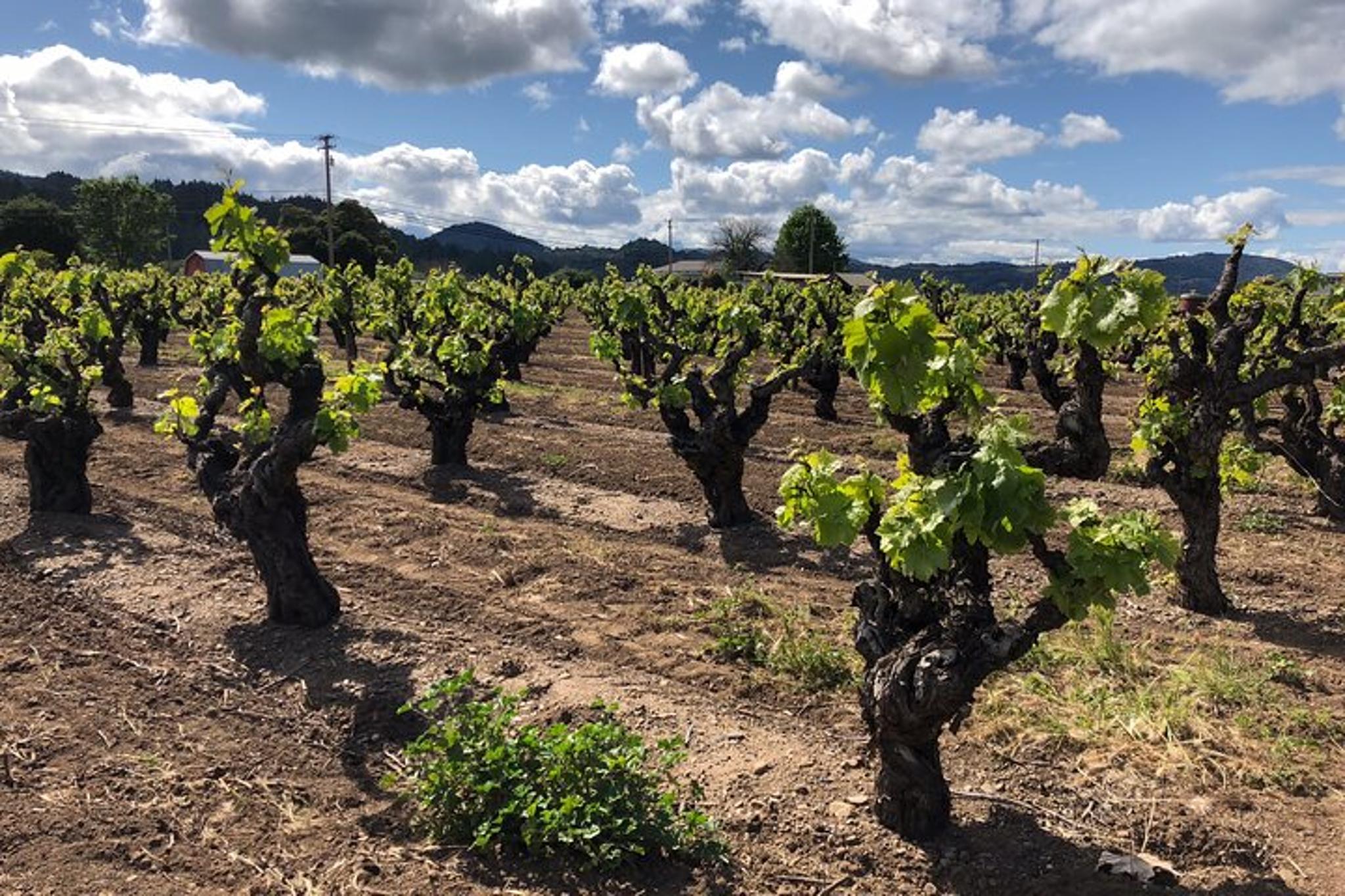 Sonoma Wine Tour - Image 4