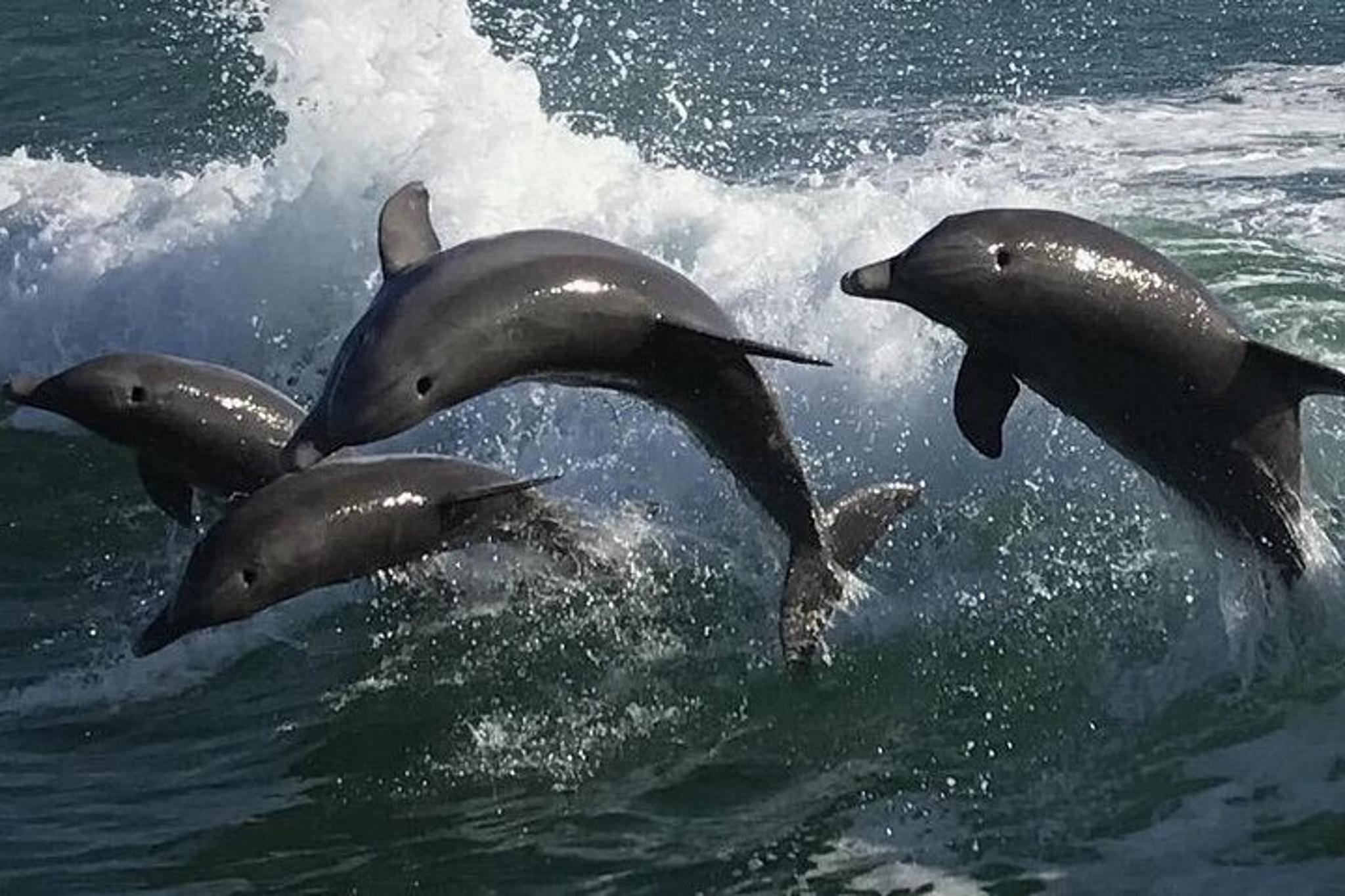 Clearwater Dolphin Watching Speed Boat Tour - Image 2