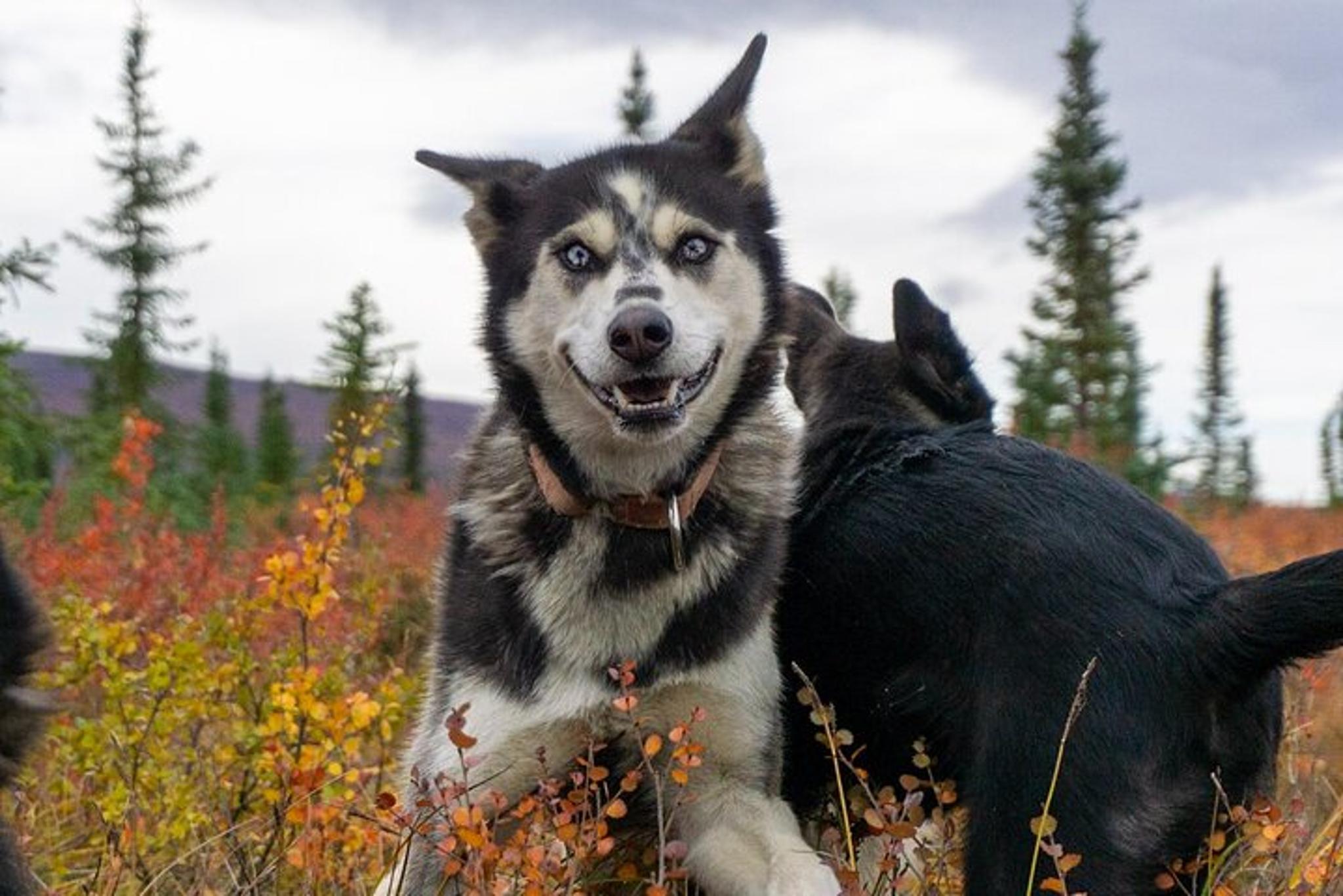 Denali Tundra Walk with Sled Dogs 1 hr