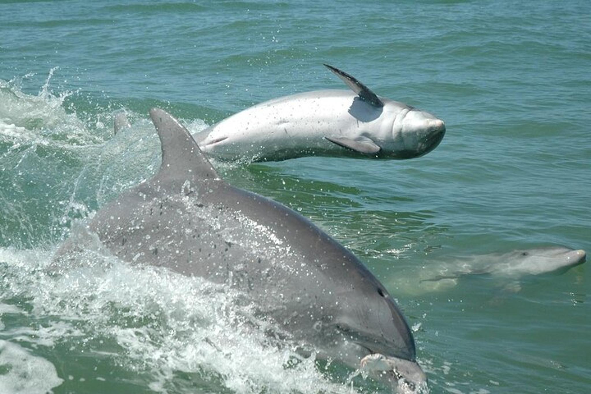 Madeira Beach Dolphin Sightseeing Cruise 1 hr - Image 6