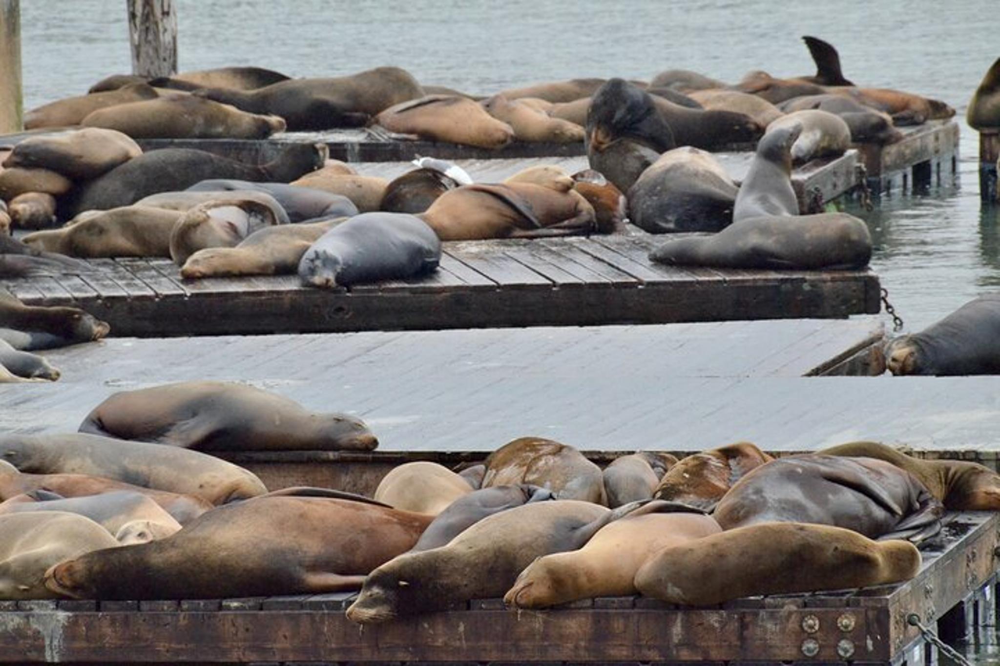 San Francisco Alcatraz and Fisherman's Wharf Walking Tour - Image 2