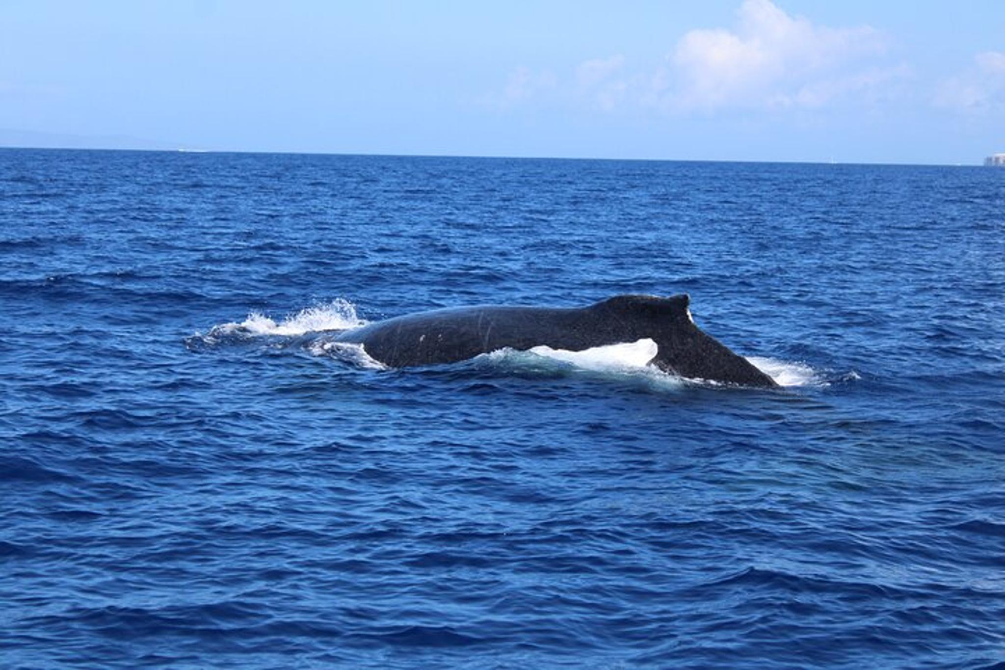 Kaanapali Whale Watching and Dolphin Search Private Charter - Image 2