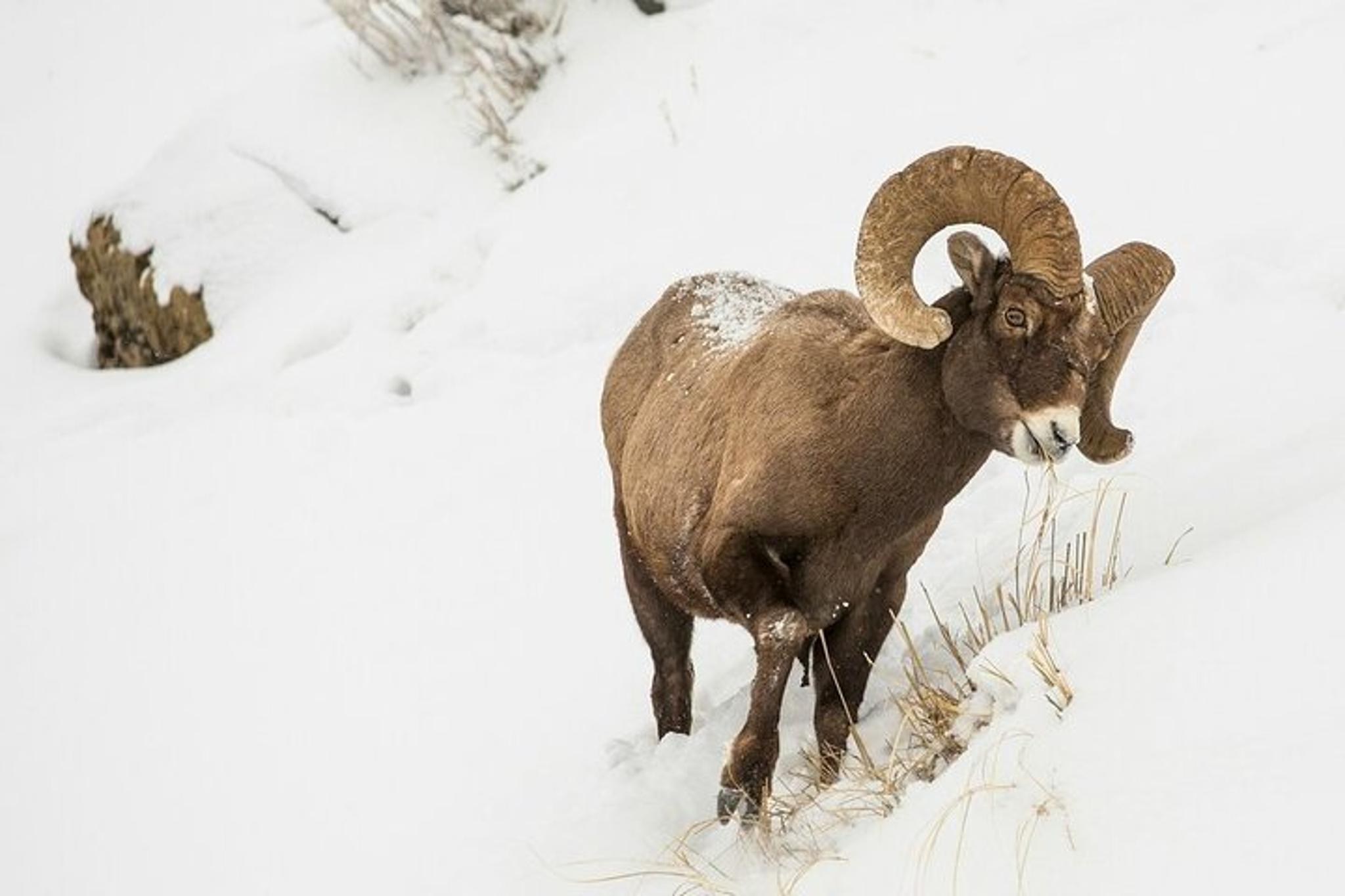Grand Teton Winter Wildlife Tour - Image 4