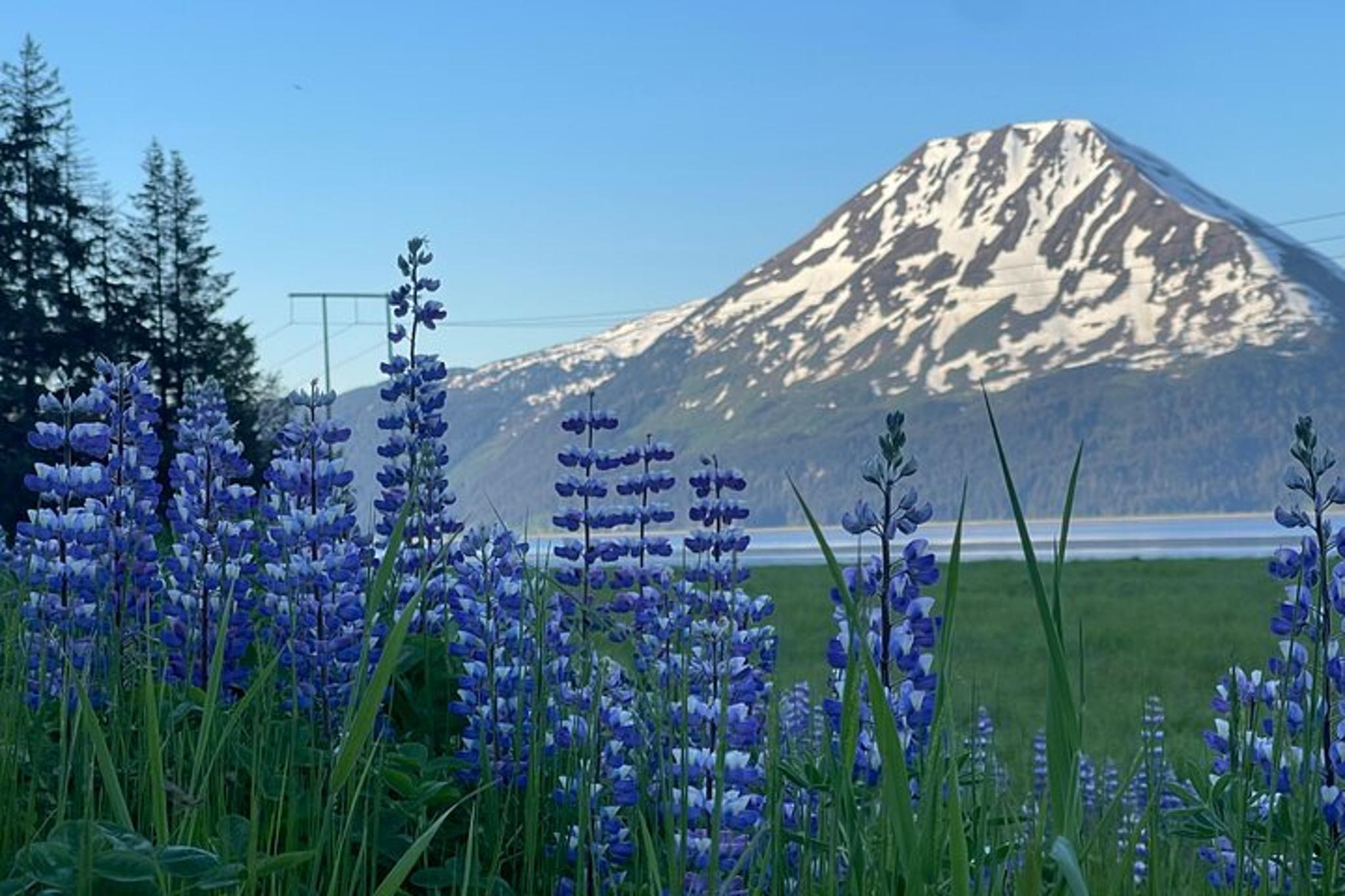 Anchorage to Seward Transport Tour - Image 4