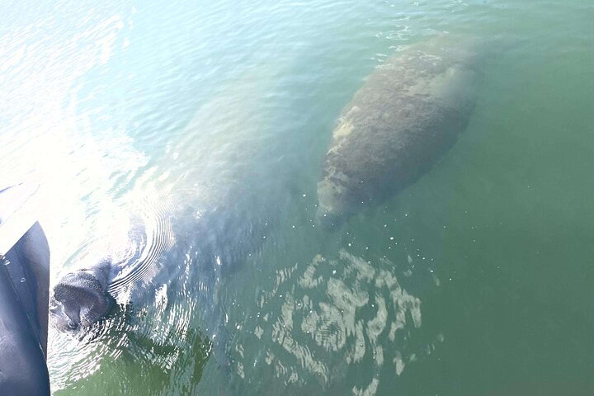 Key Largo Dolphin Tour - Image 3