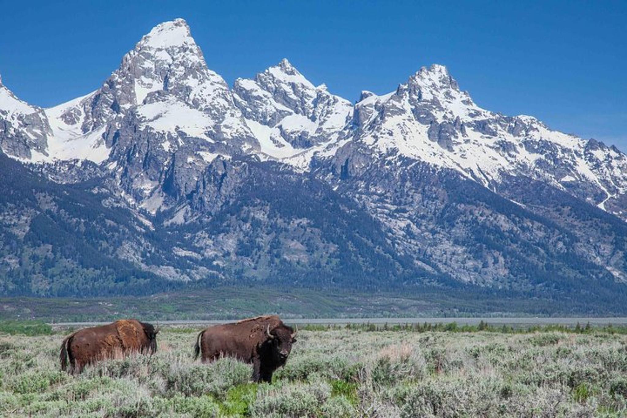Grand Teton Wildlife Safari - Image 2