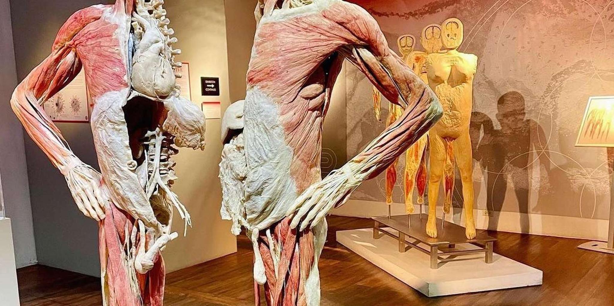 Las Vegas REAL BODIES Exhibit Entry Ticket - Image 2