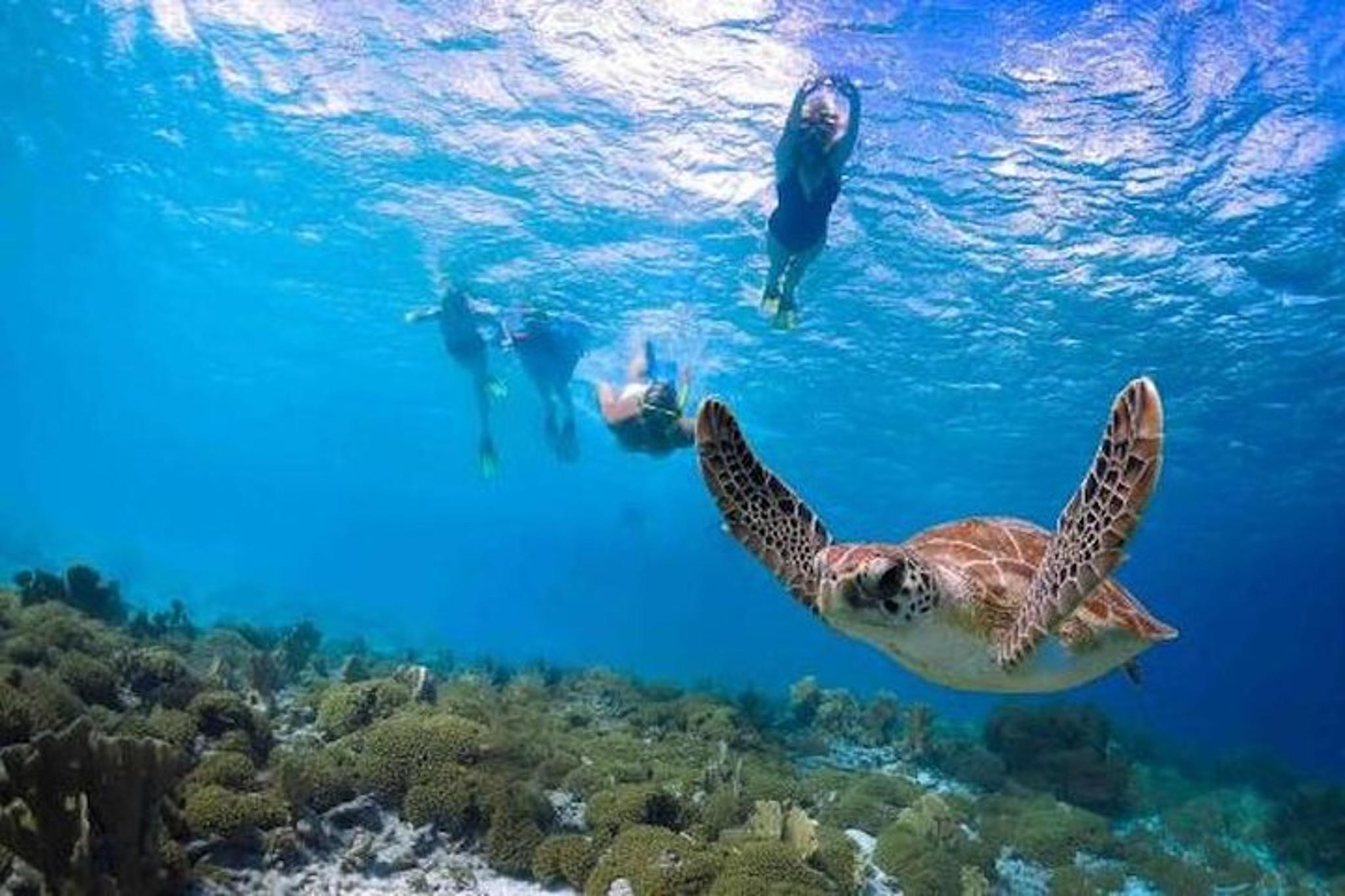 Kauai Shore Snorkel in South Poipu 2 hr
