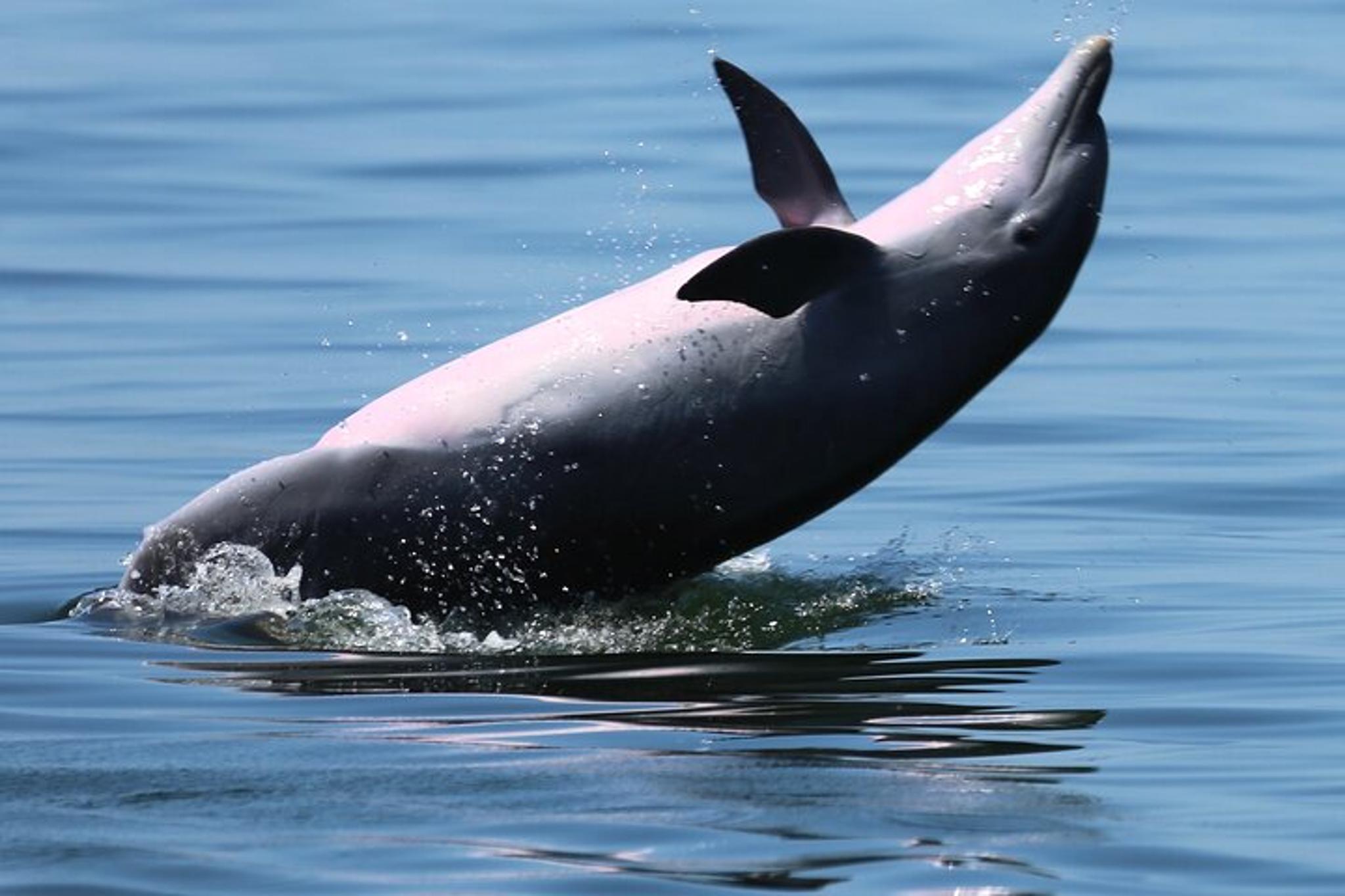 Pensacola Dolphin Cruise with Beach Stop 3 hr - Image 6